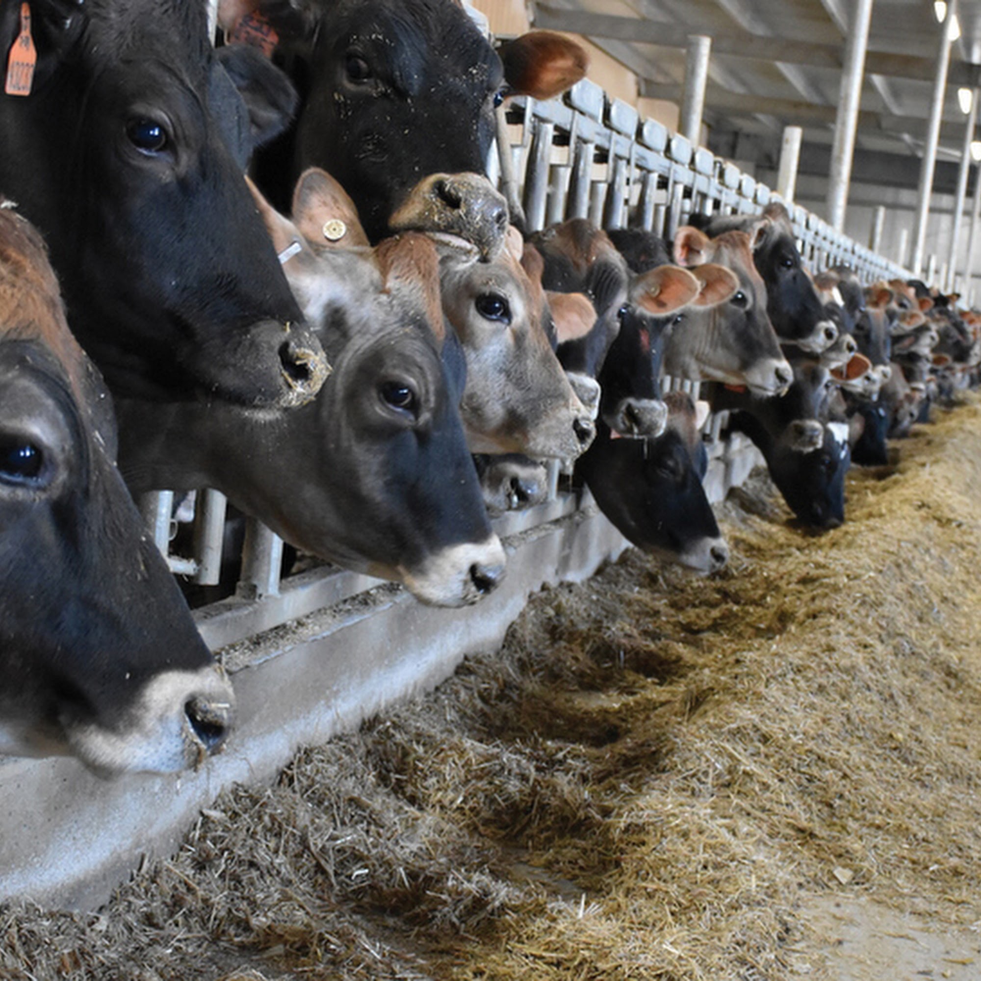 Agri-King Inc. Fulton