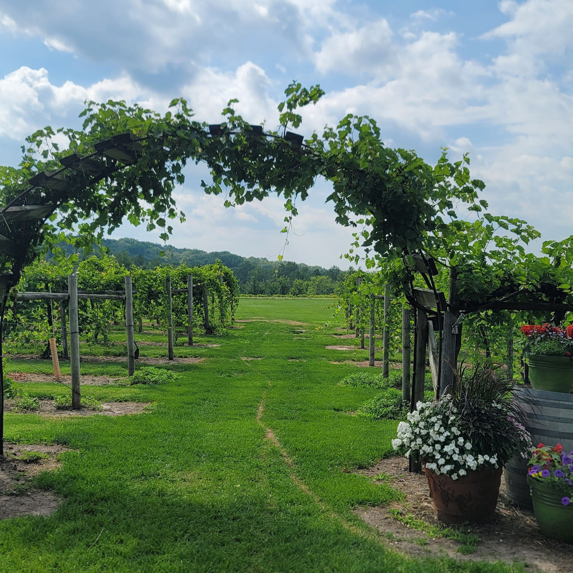 Galena Cellars Vineyard Galena