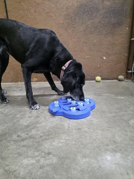 All About Pets Galesburg