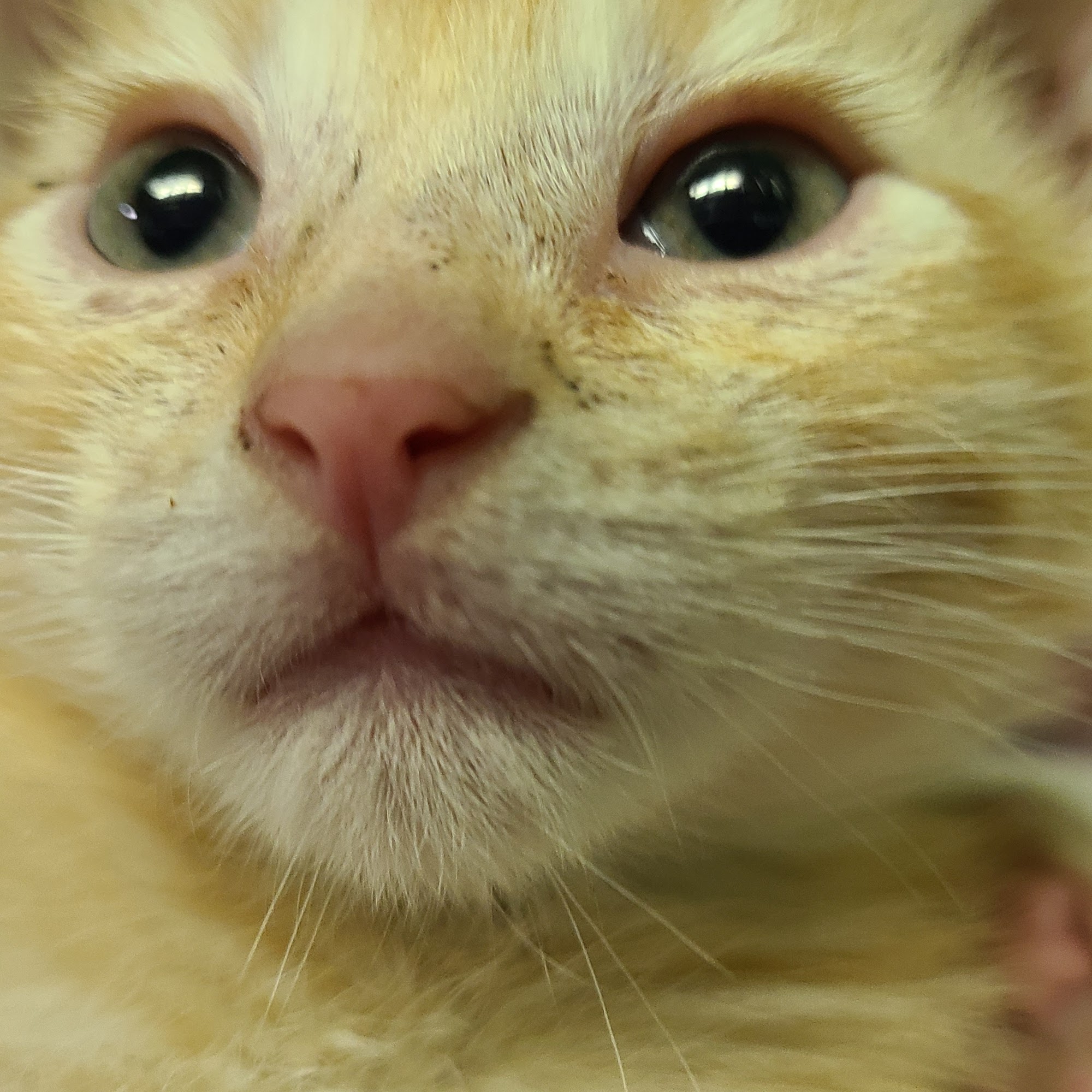 Knox Pet Clinic Galesburg