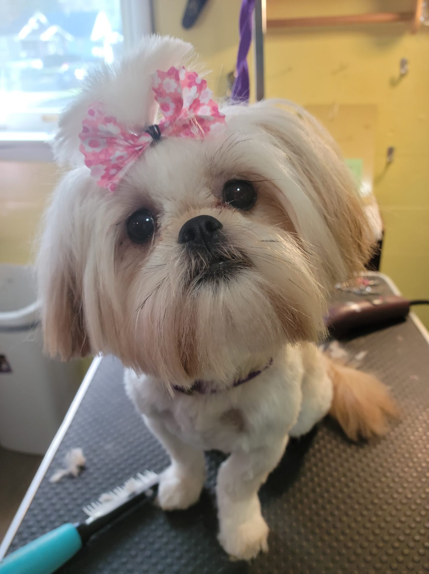 Pookie's Pet Style Galesburg