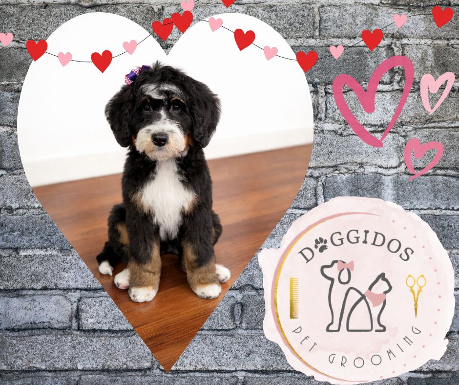 Doggidos Galesburg