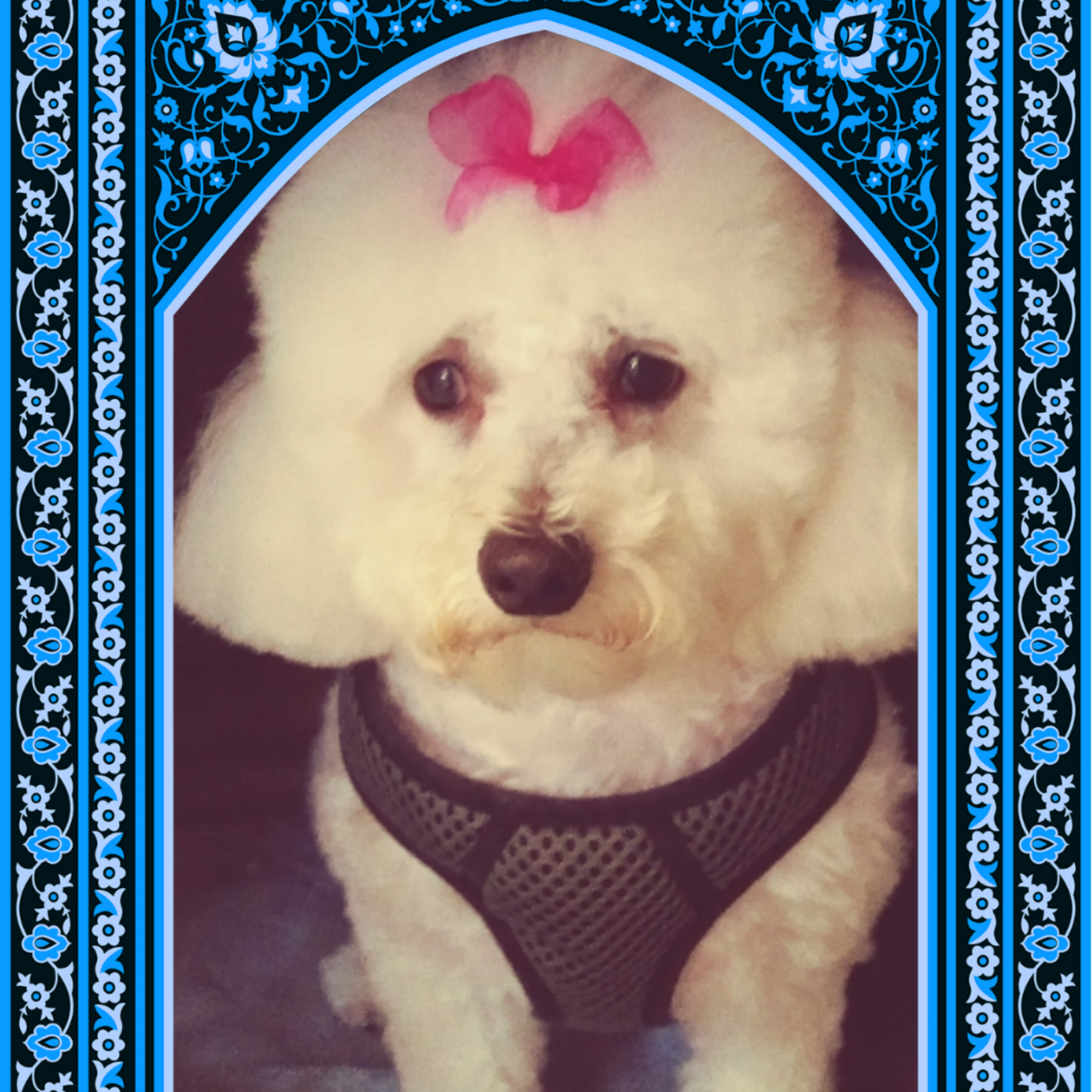 Pet Reflections Galesburg