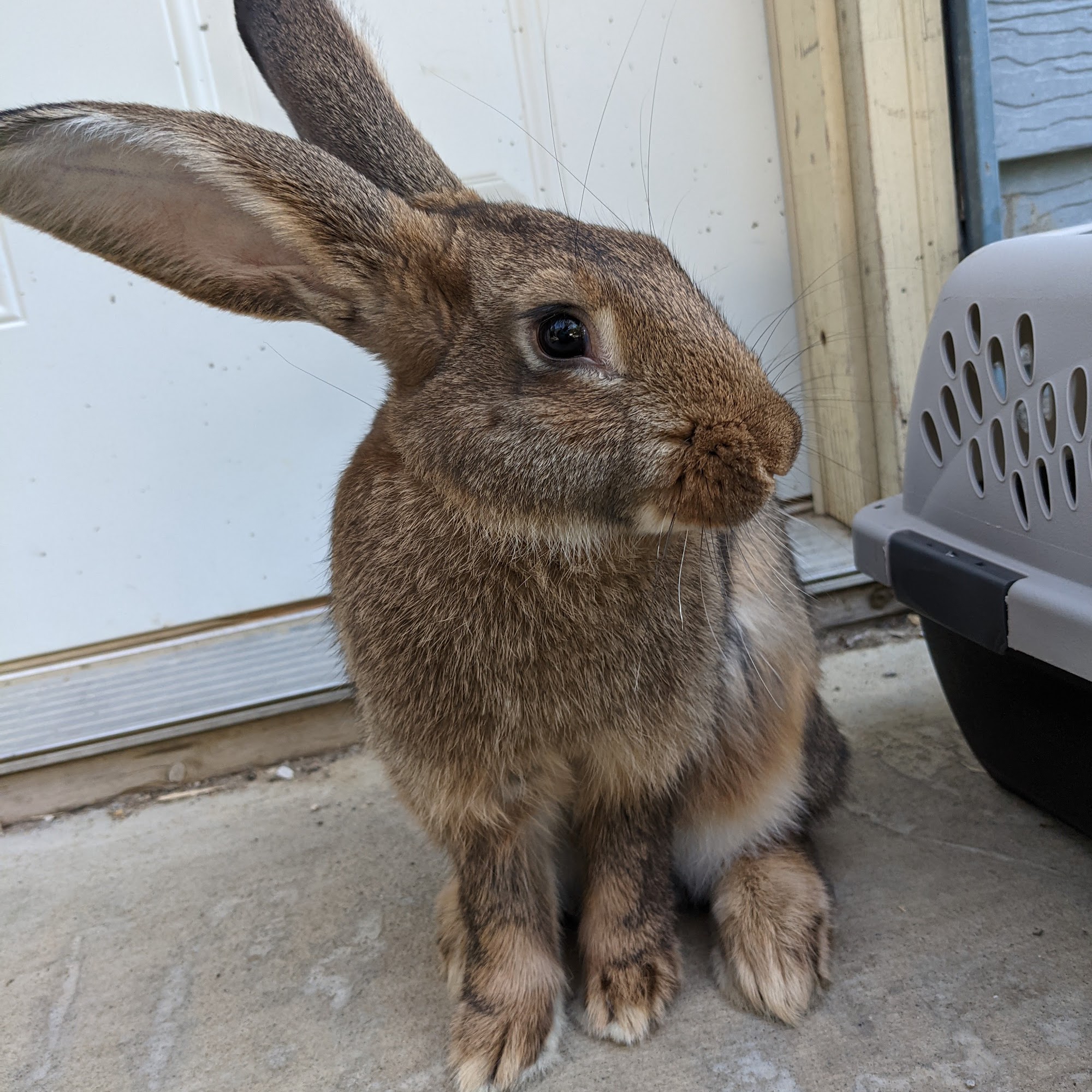 Geneseo Veterinary Service Geneseo