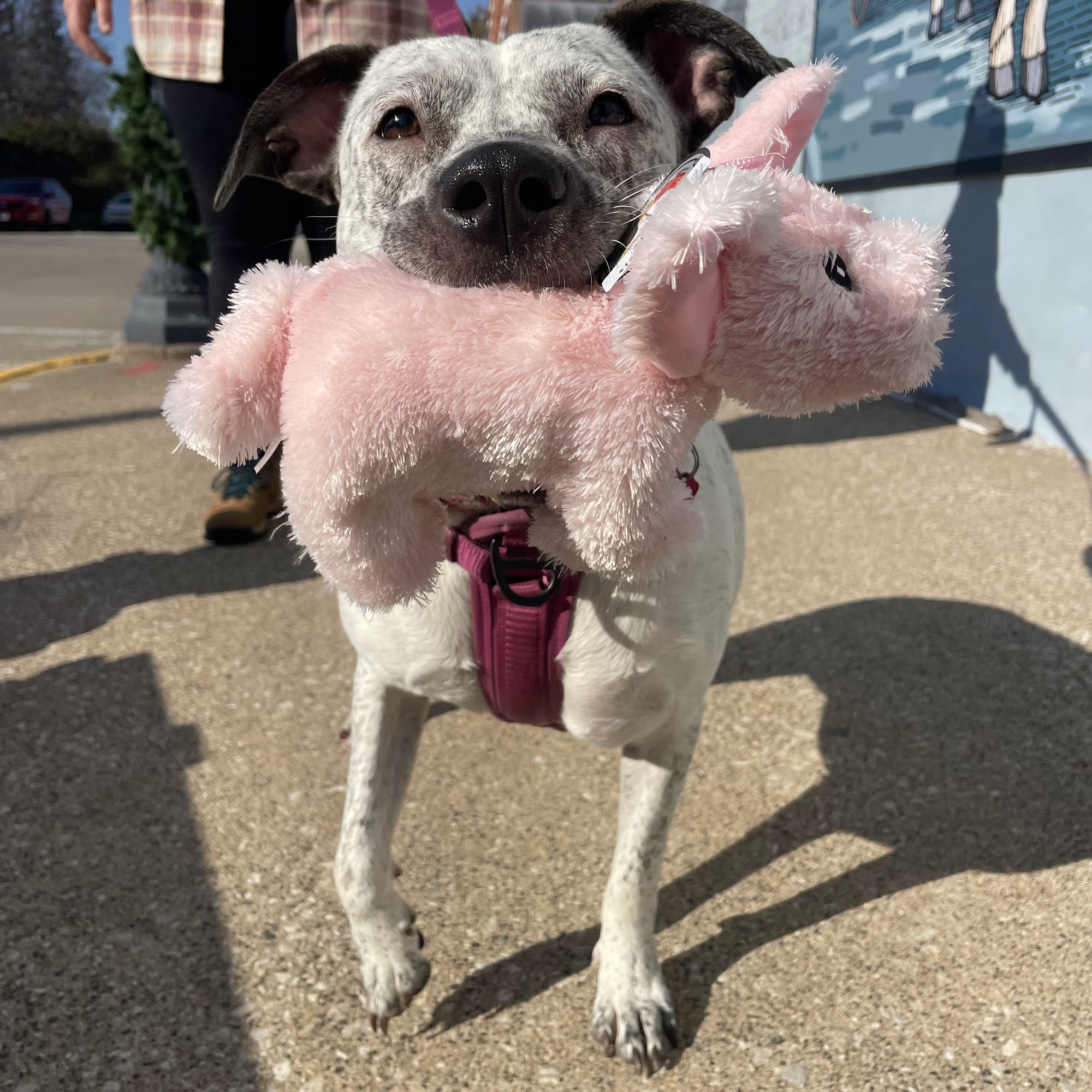 The Red Barn Geneseo