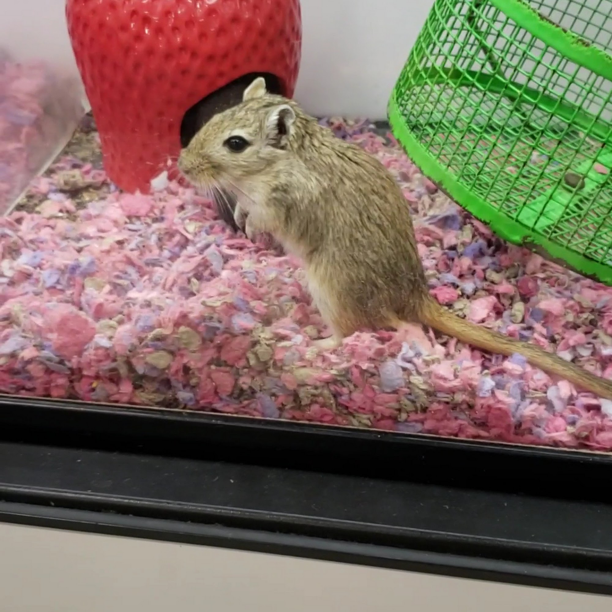 Petco Geneva