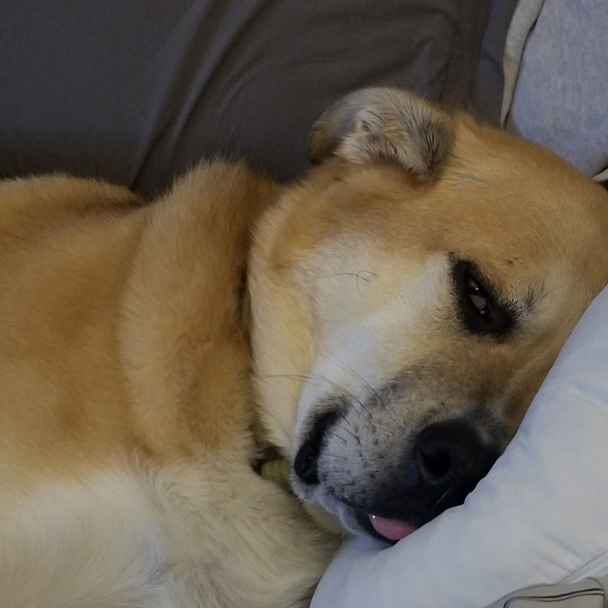 Millbrook Animal Care Clinic Geneva