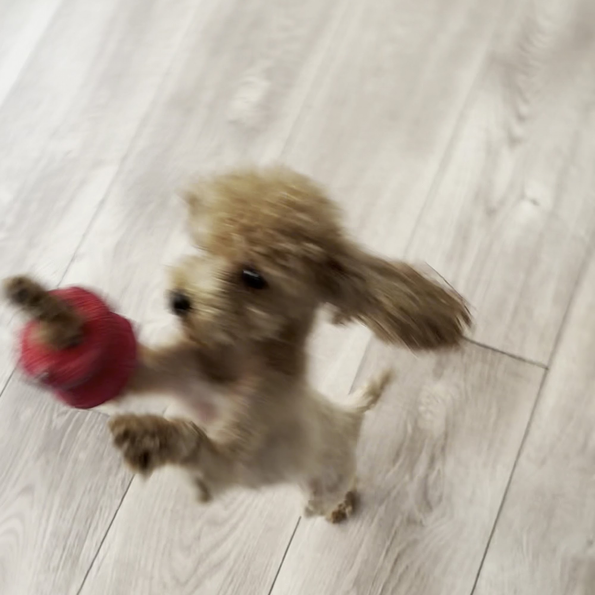 Valley Animal Hospital Geneva