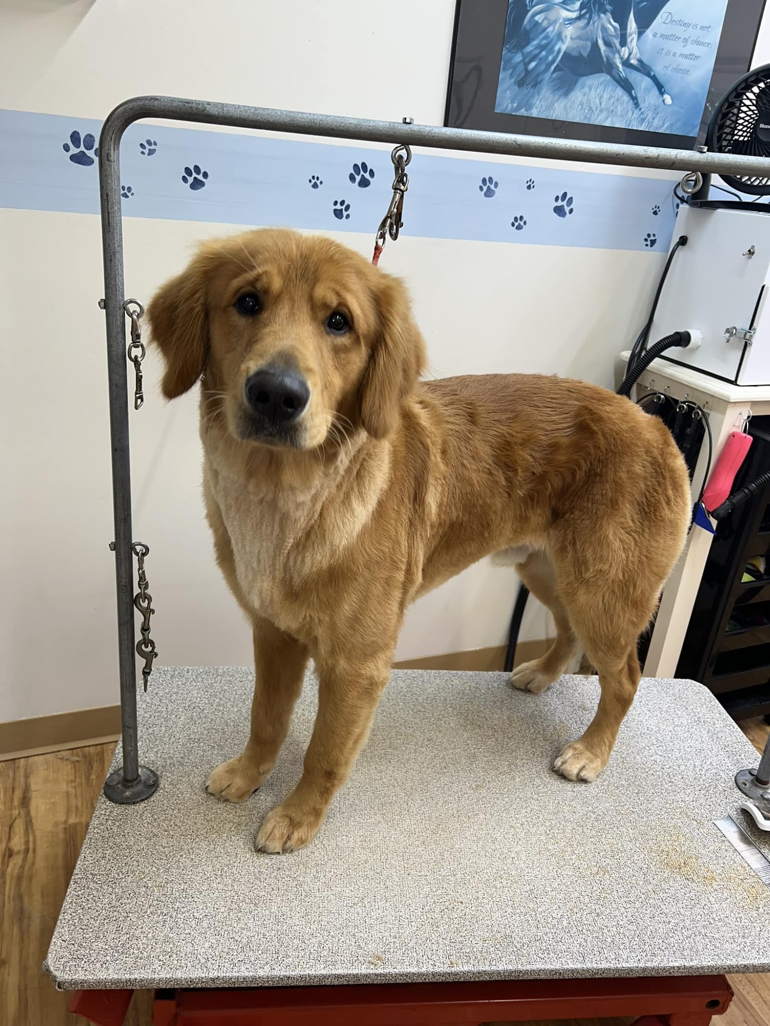 Country Paws Boarding and Grooming Gibson City