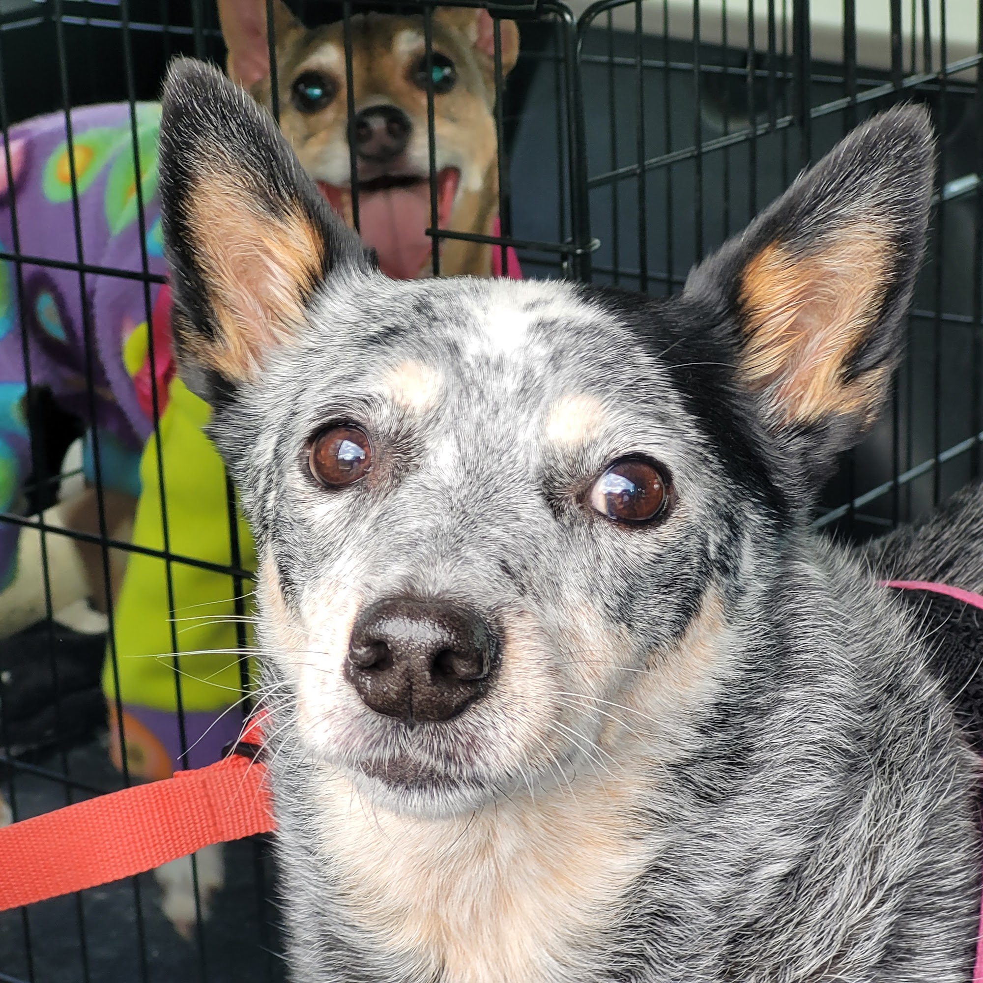 Red Barn Animal Hospital of Gilberts Gilberts
