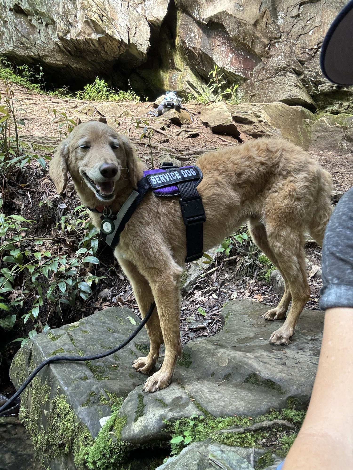 Olsen Veterinary Clinic Glen Carbon