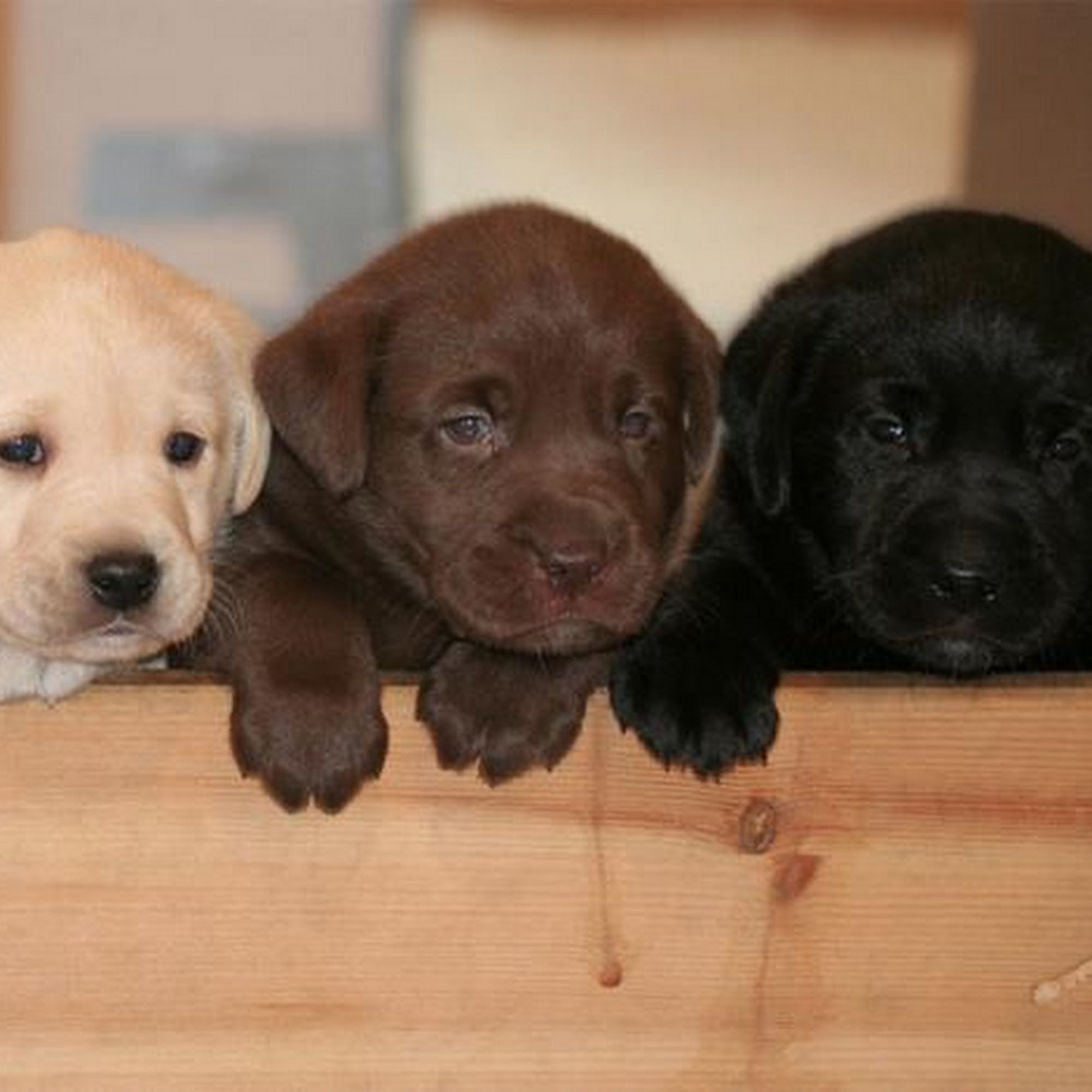 Olsen Veterinary Clinic Glen Carbon