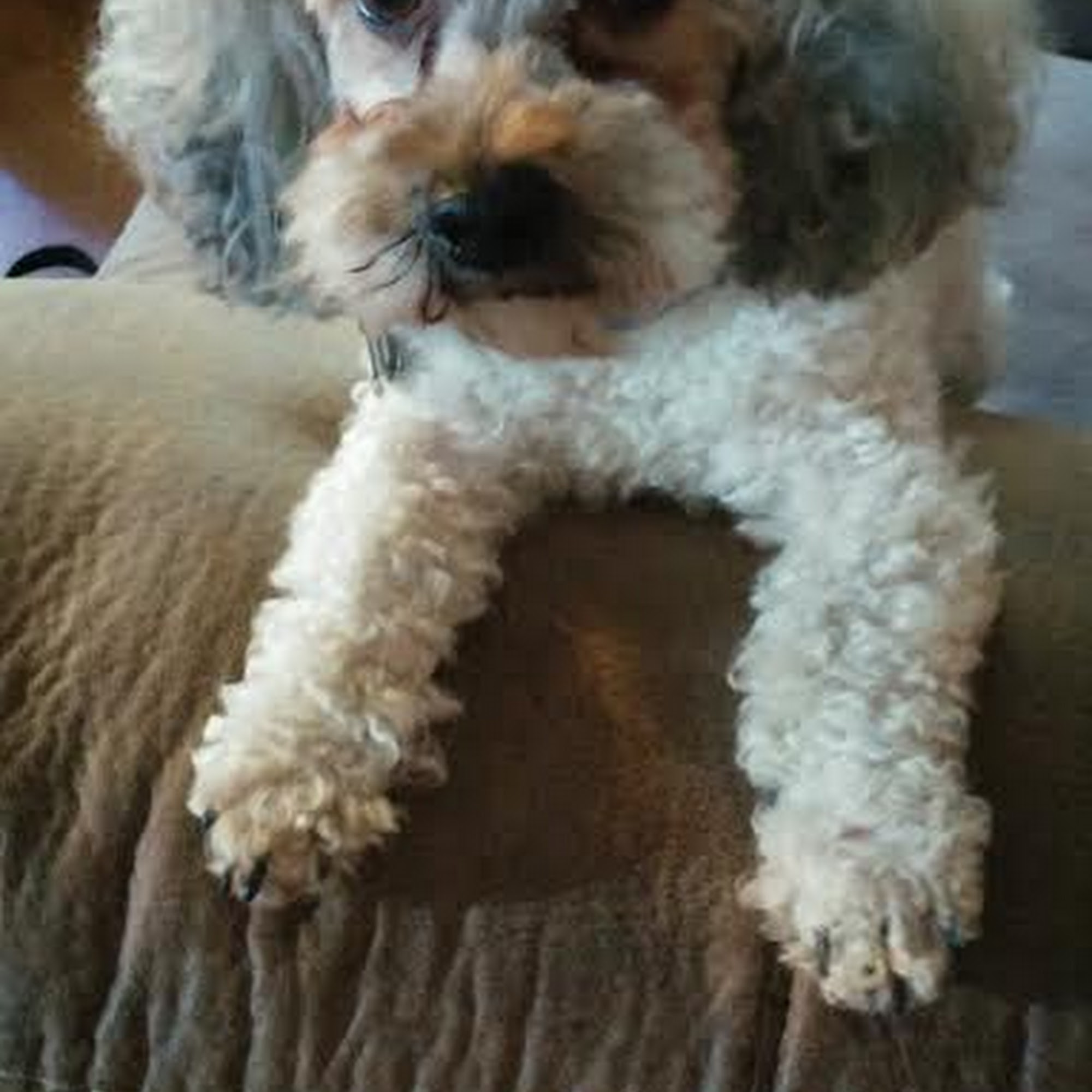 Hawthorne Animal Hospital Ltd: Myer Paul DVM Glen Carbon