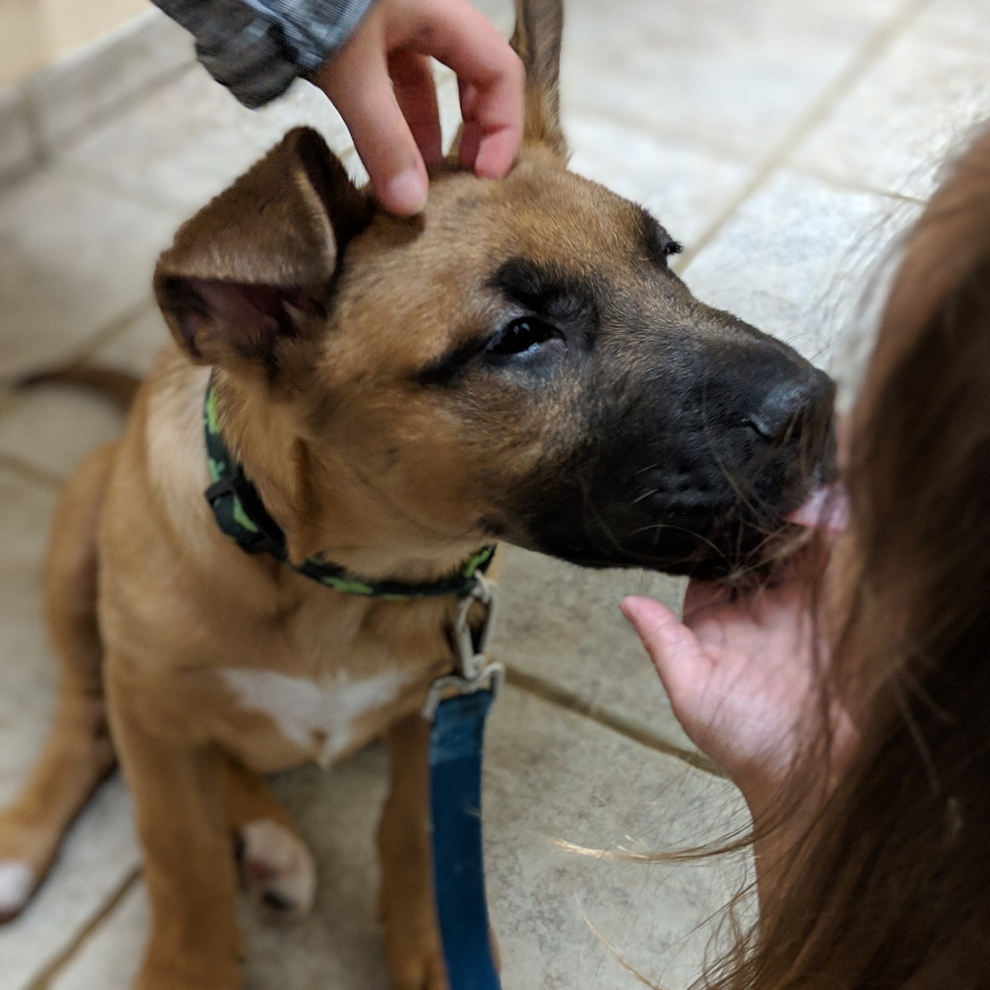 Wheaton Animal Hospital Glen Ellyn