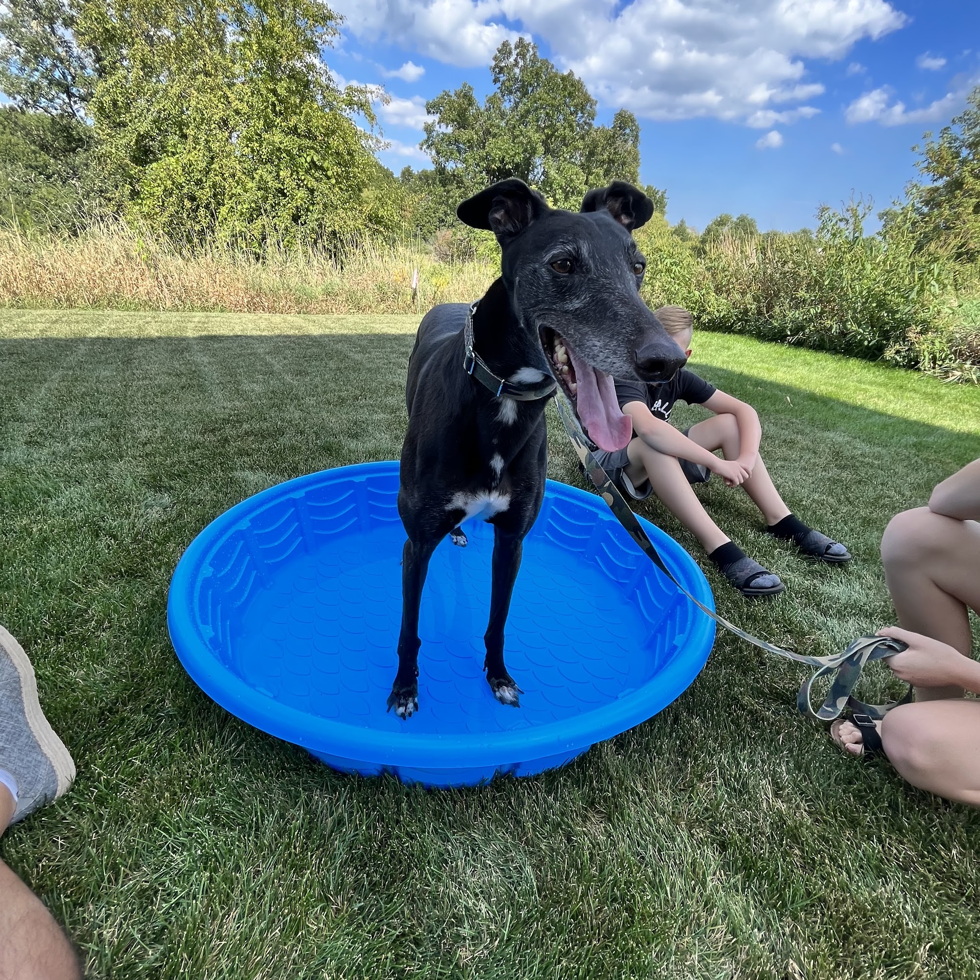 Greyhounds Only Glen Ellyn