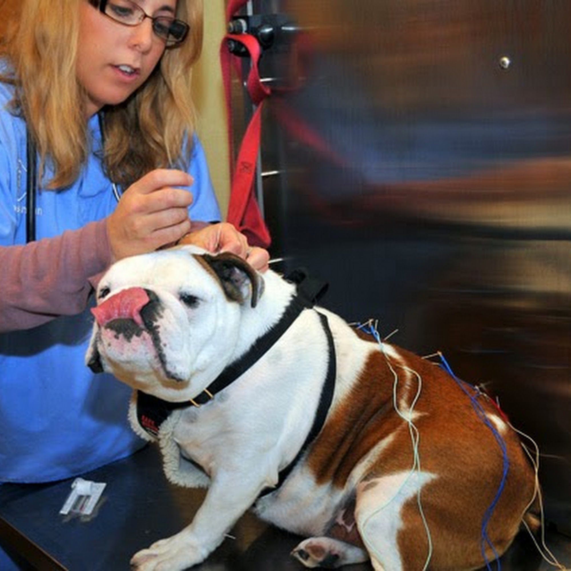 Glen Oak Dog & Cat Hospital Glenview