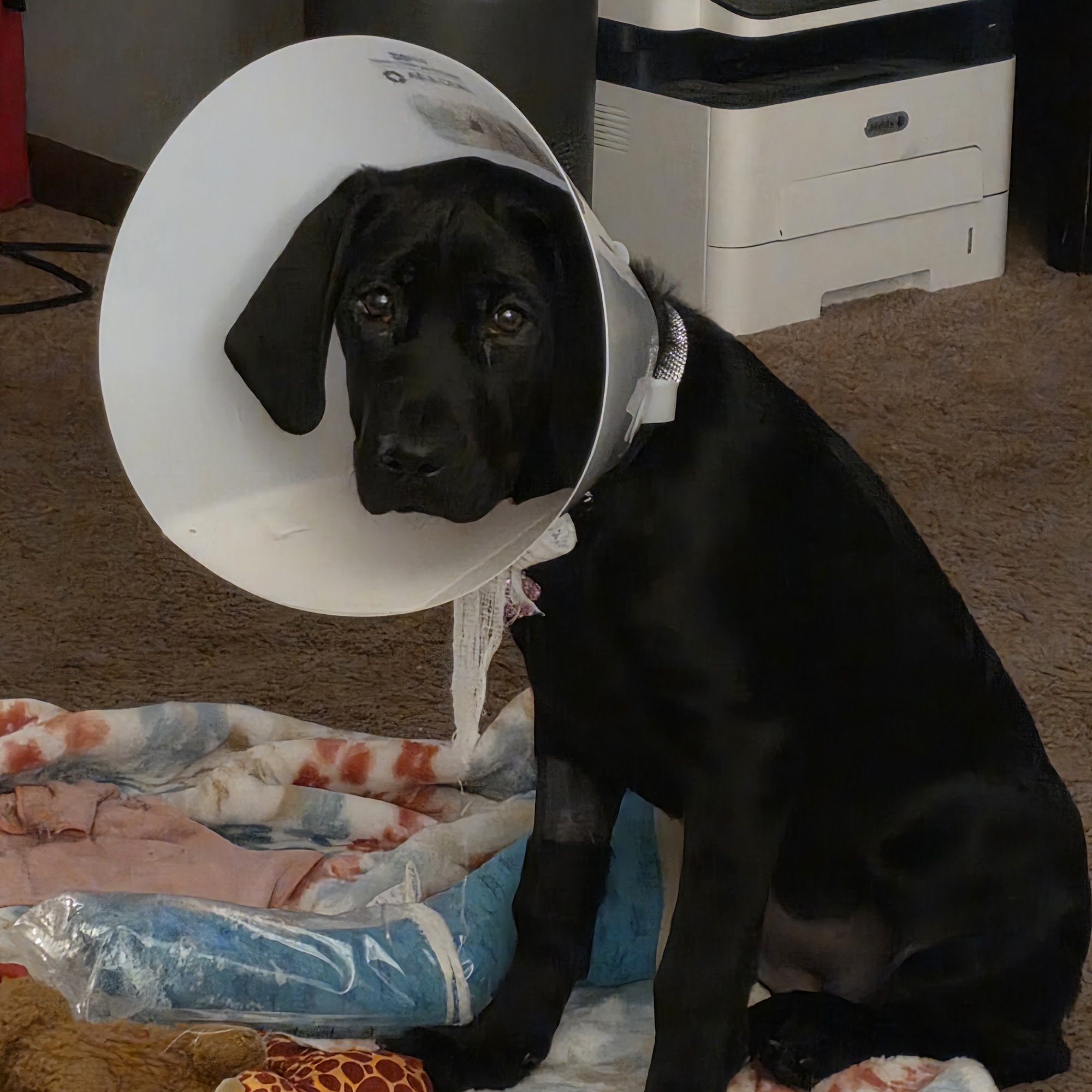 Glensted Pet Clinic Glenwood