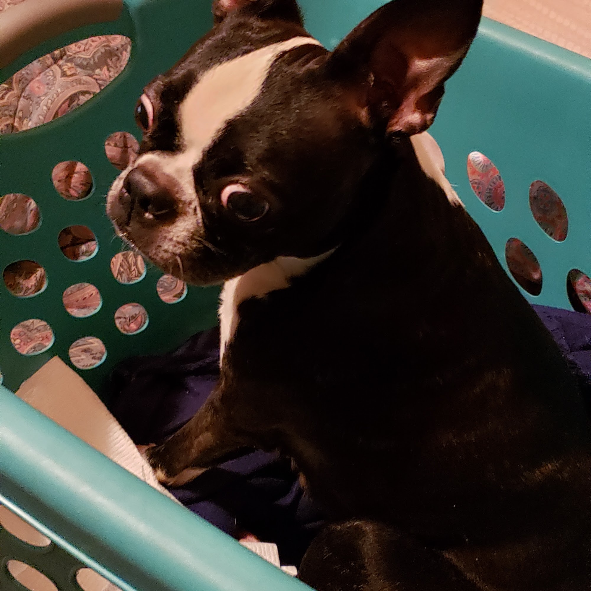 Daniel-Randall Veterinary Clinic Godfrey