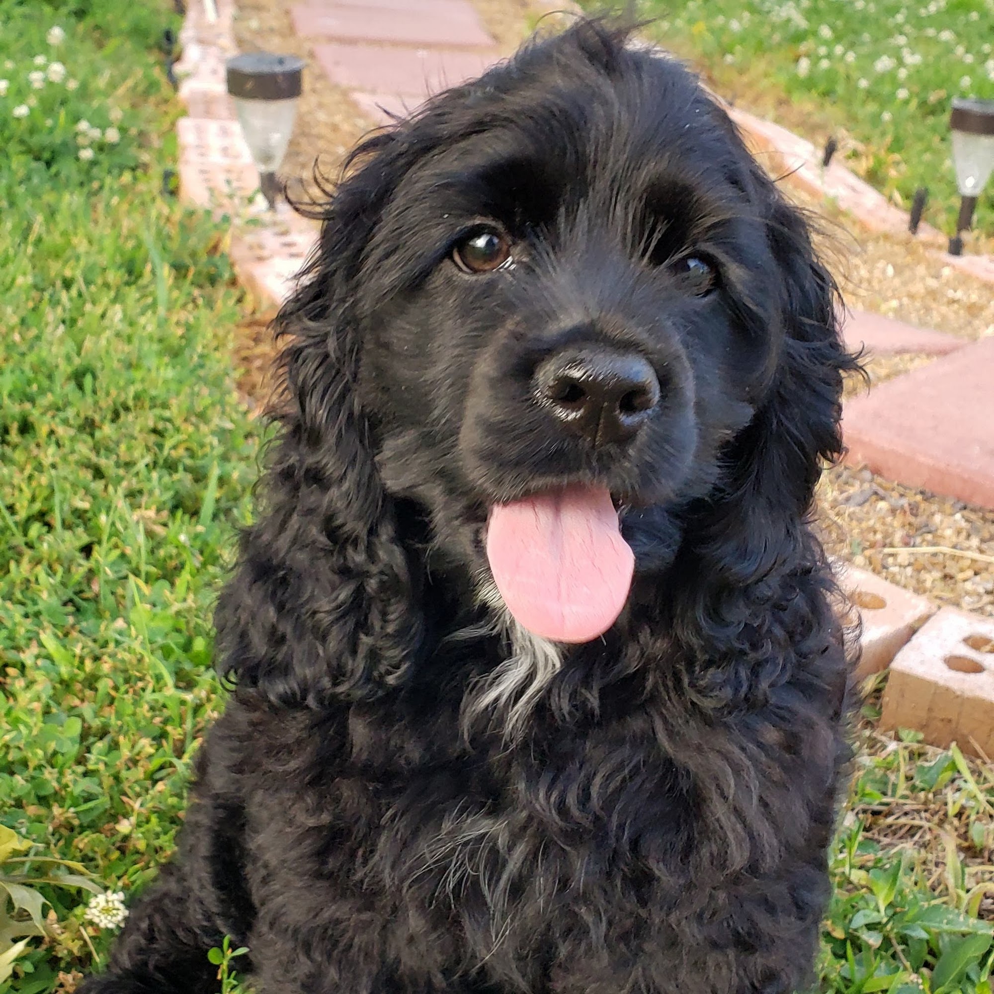 Eagleridge Veterinary Clinic Godfrey