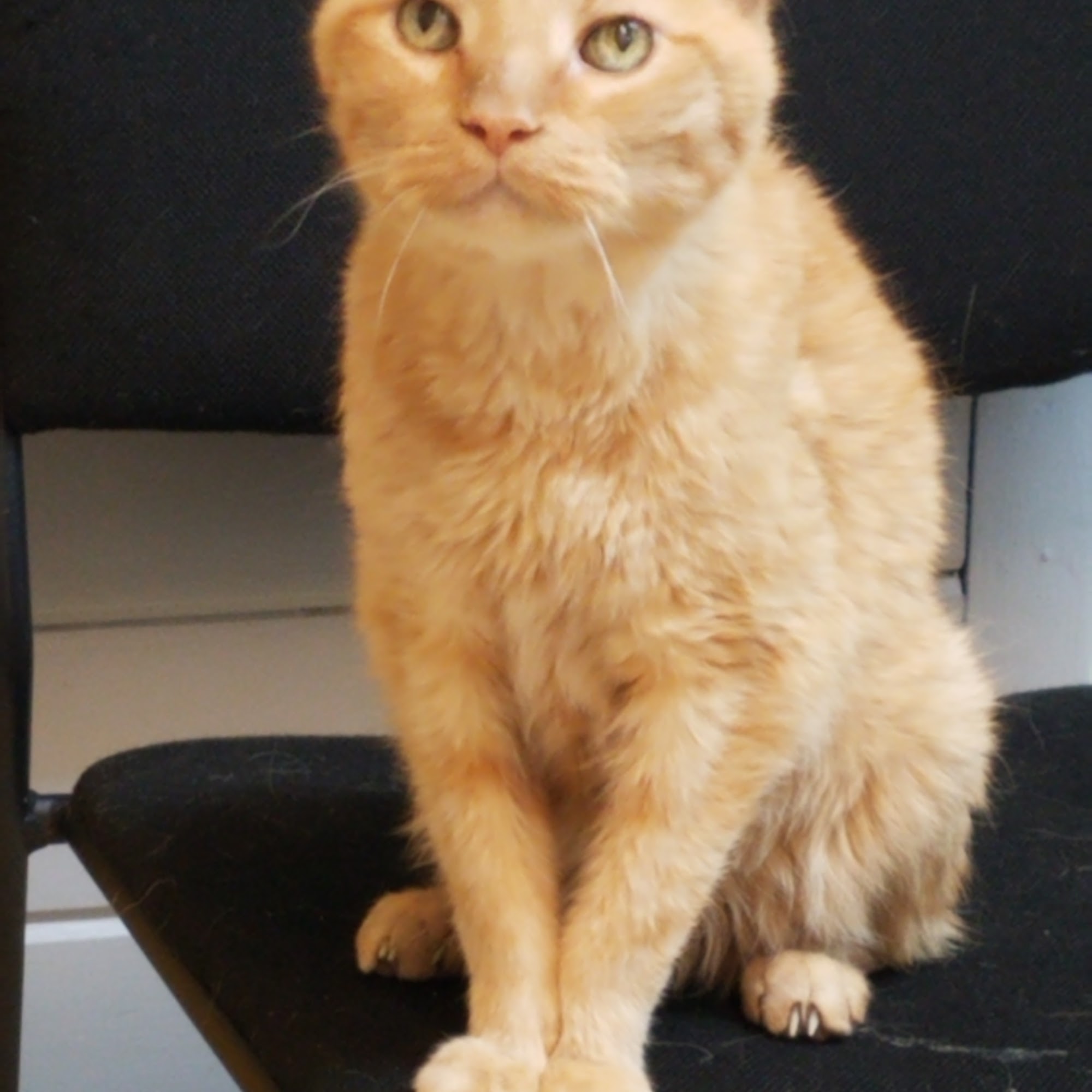 Animal Care Center Granite City