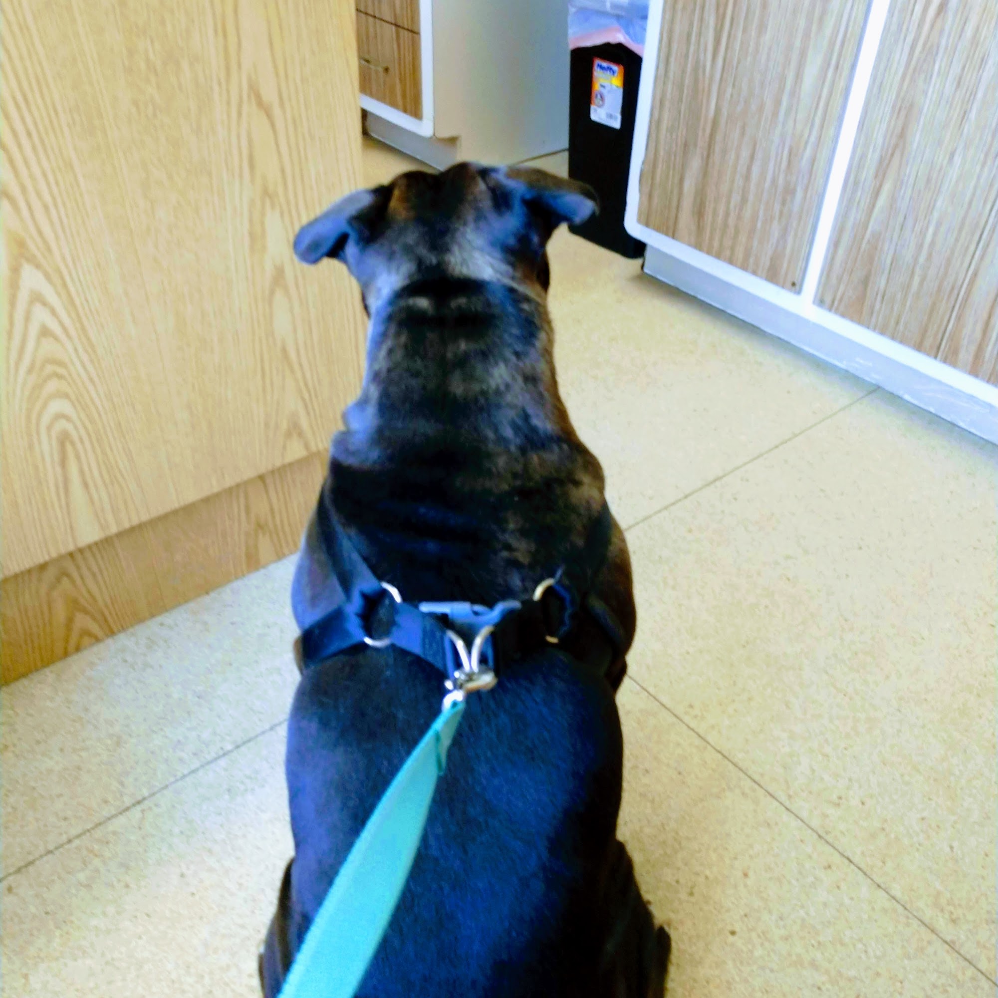 Bellemore Animal Hospital Granite City