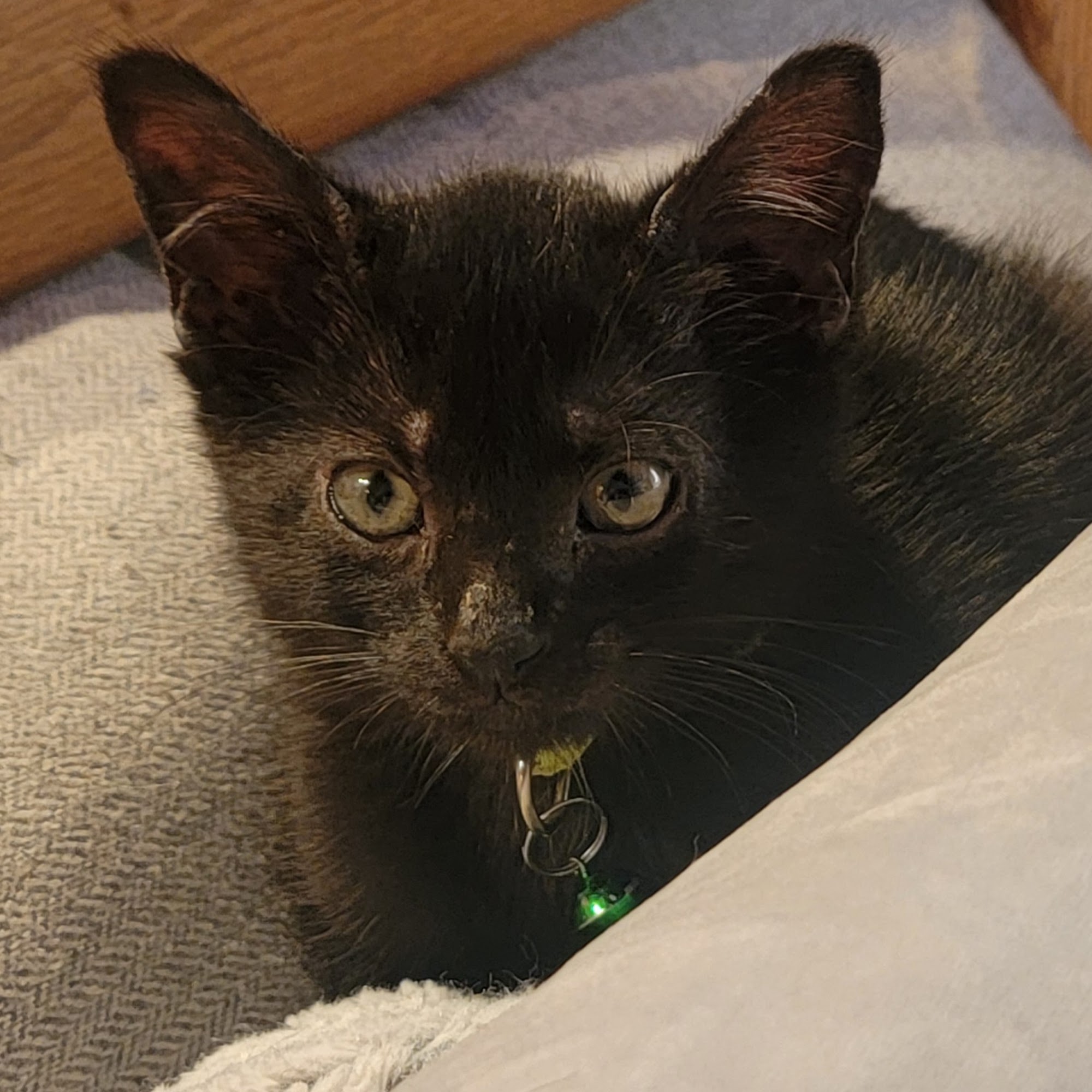 Grayslake Animal Hospital Grayslake