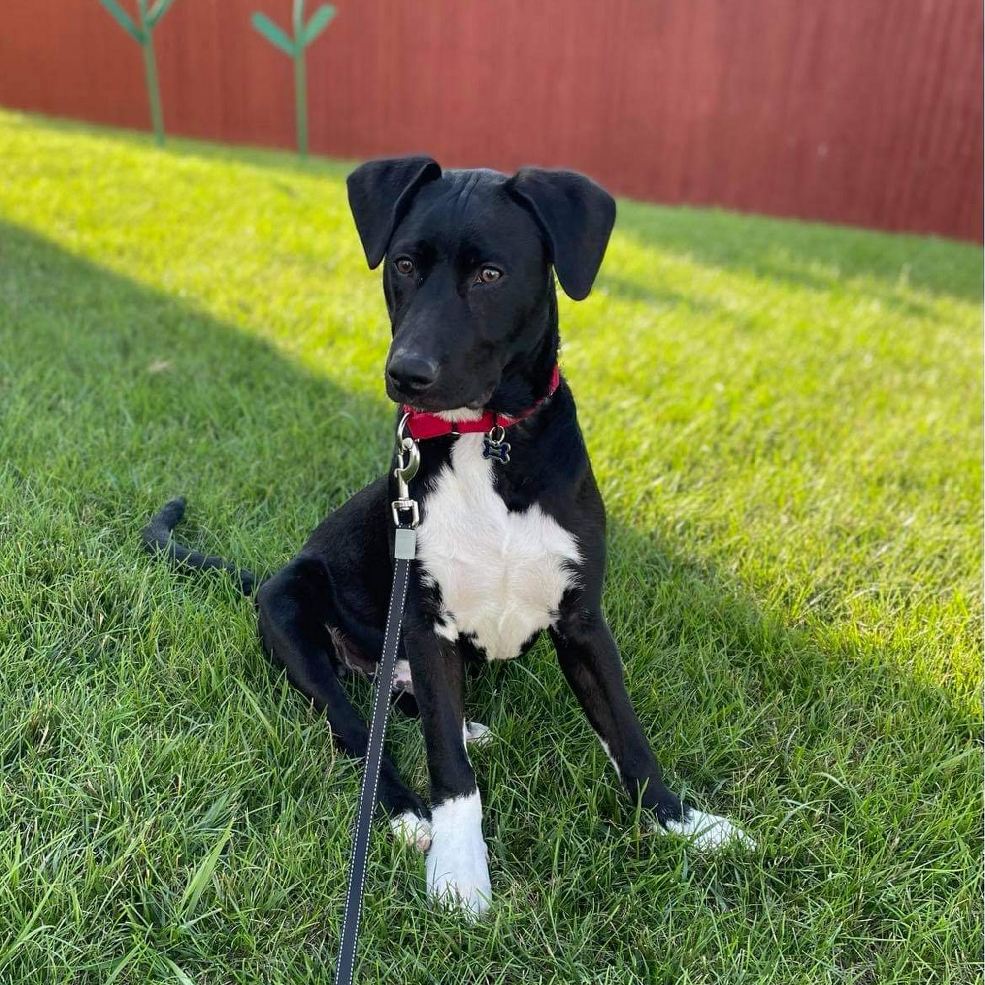 Save-A-Pet Inc Grayslake