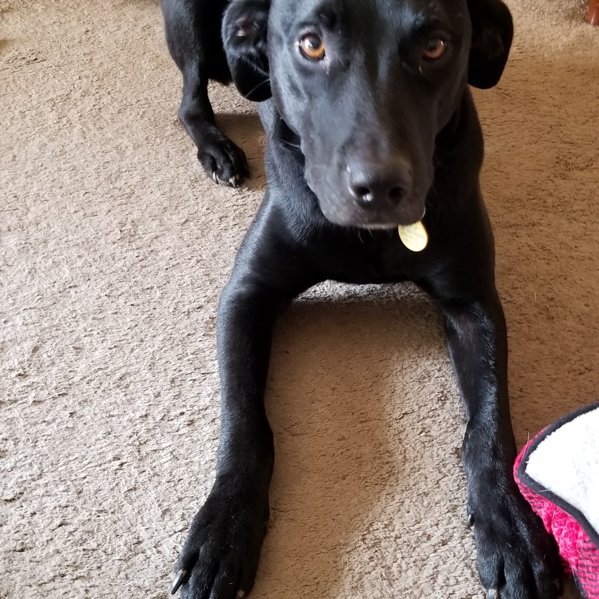 Bond County Humane Society Greenville