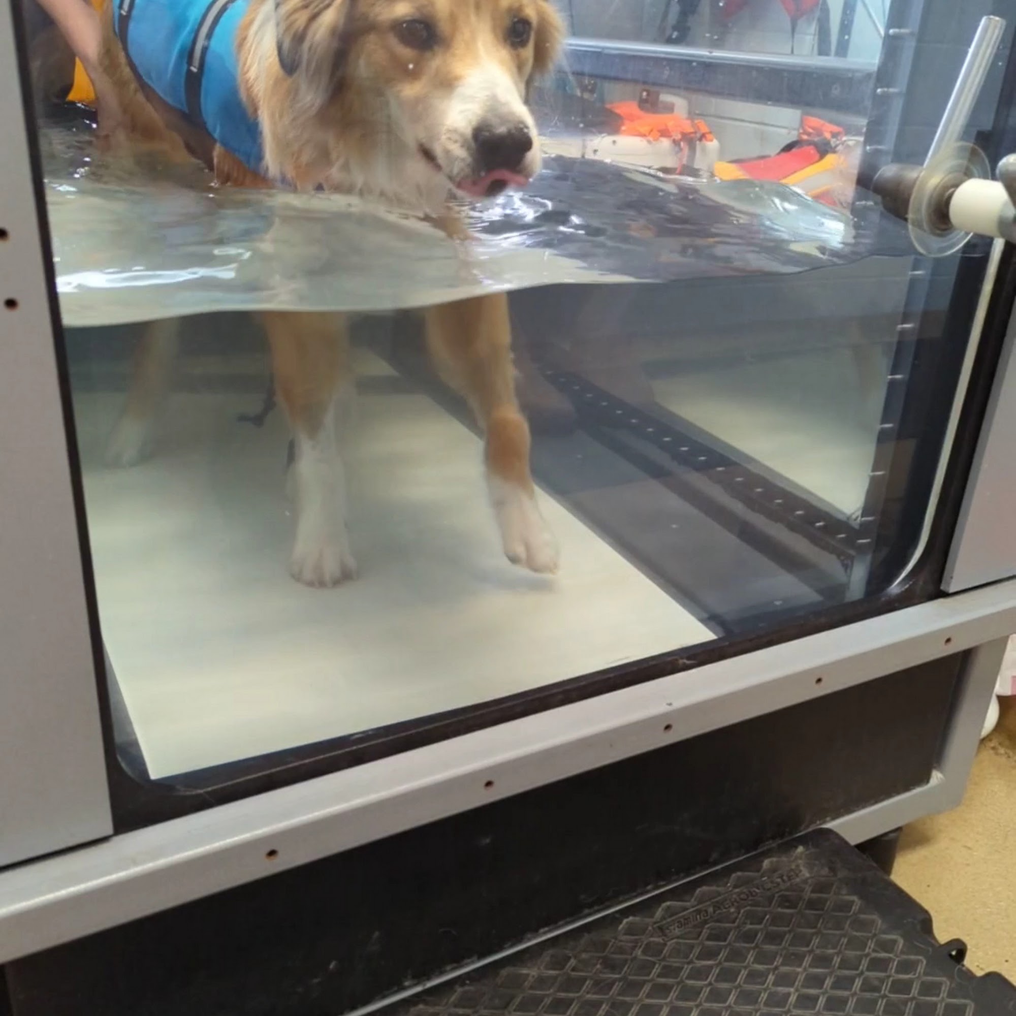 Hanover Park Animal Care Center Hanover Park