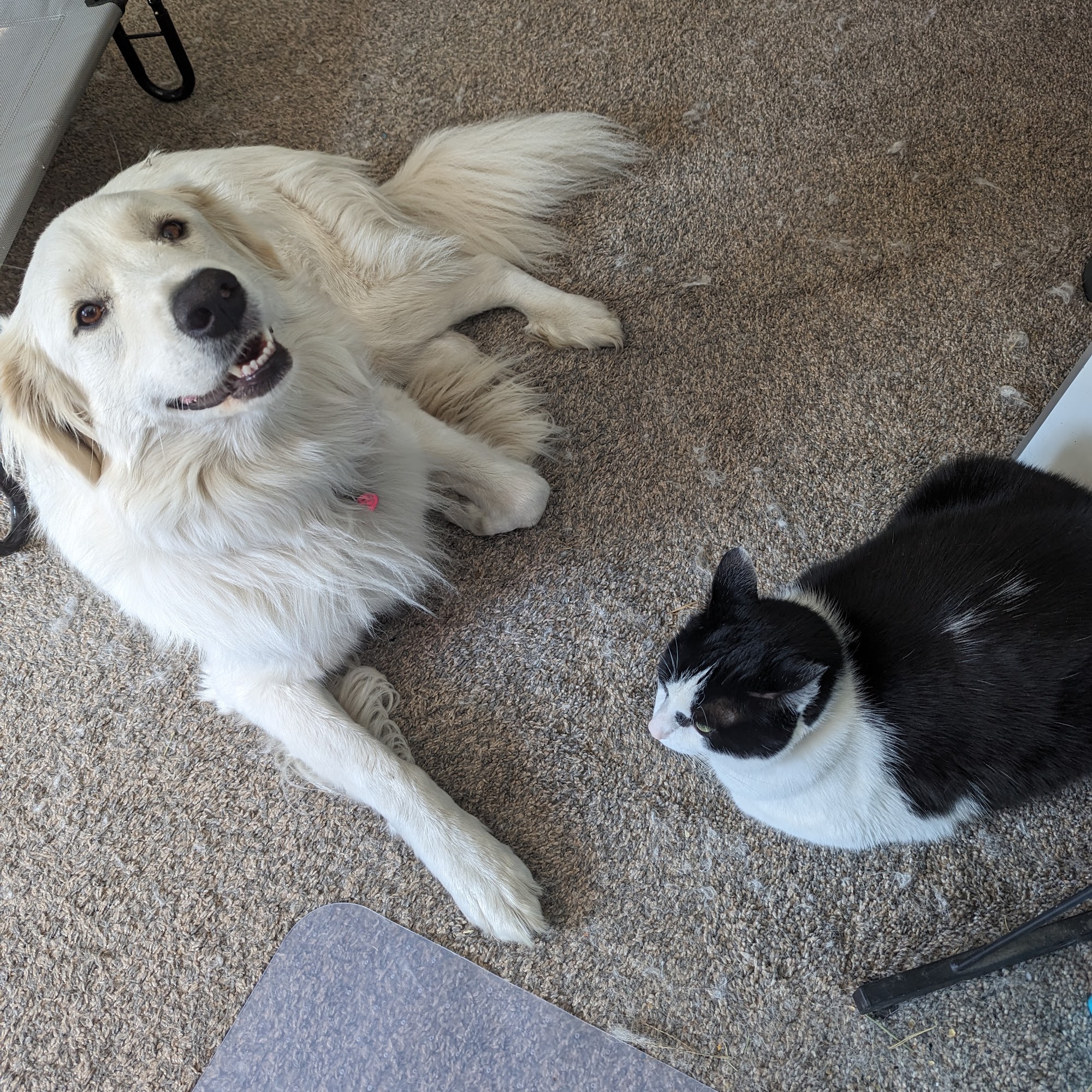 Central Hospital For Animals Harrisburg