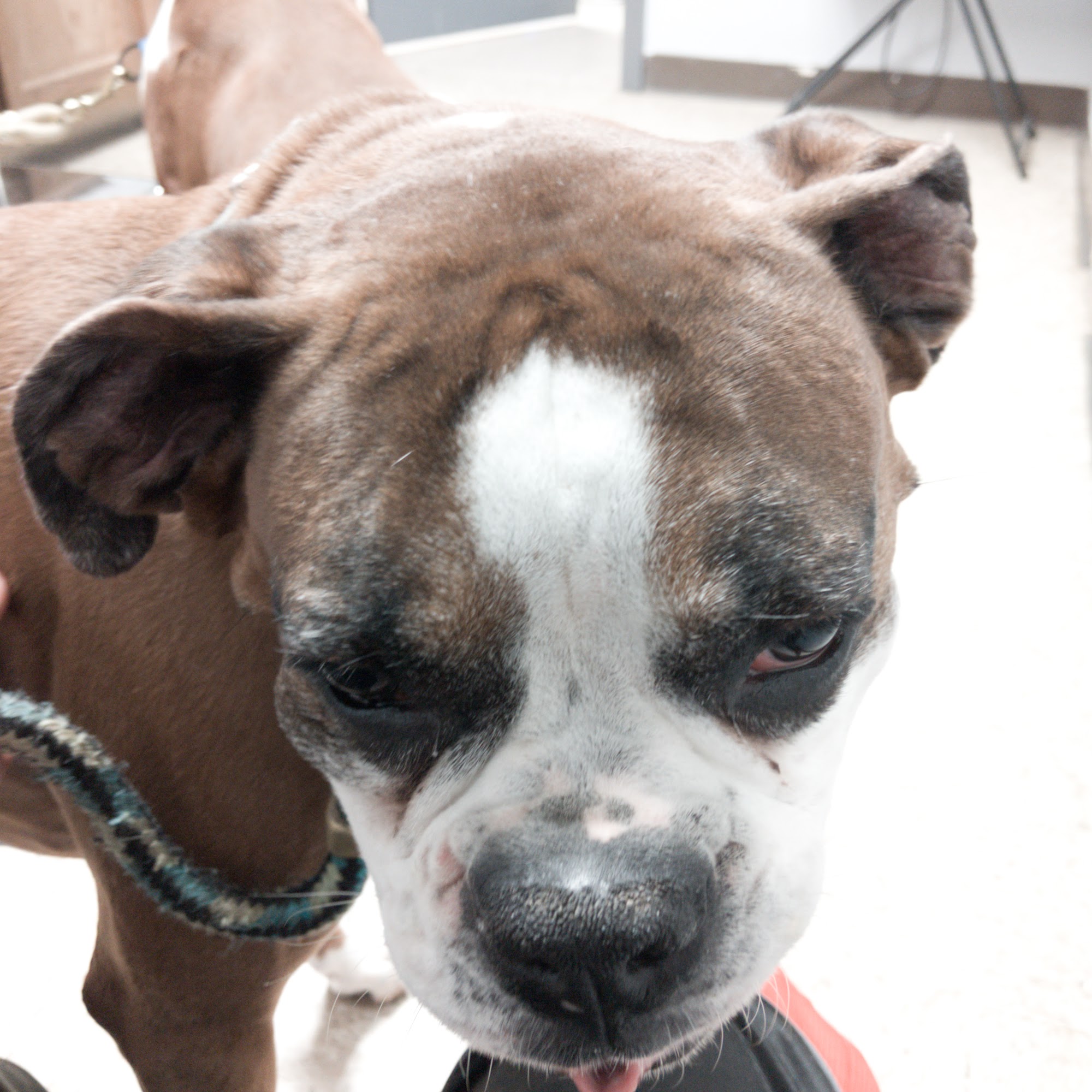 Harrisburg Veterinary Clinic Harrisburg