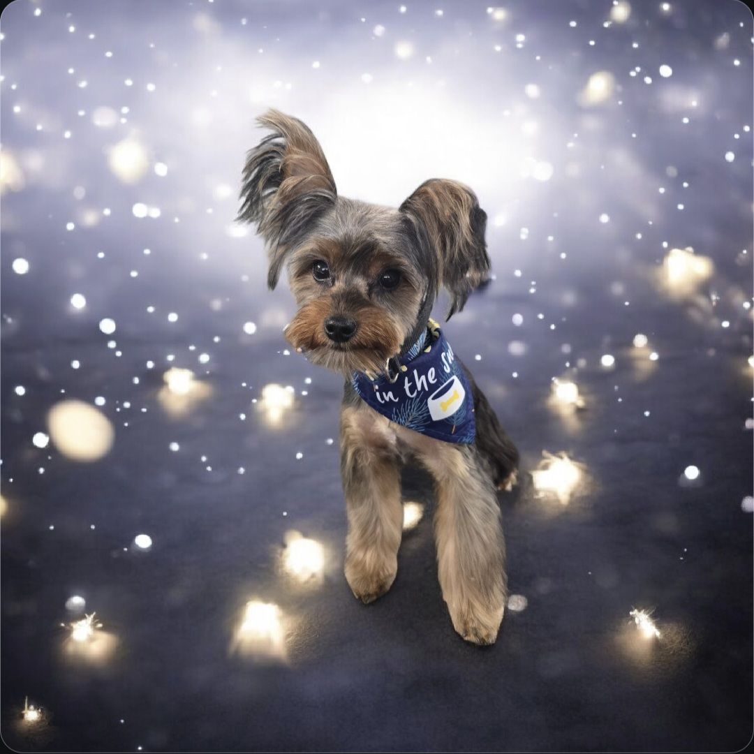 Pampered Paws Salon Harrisburg