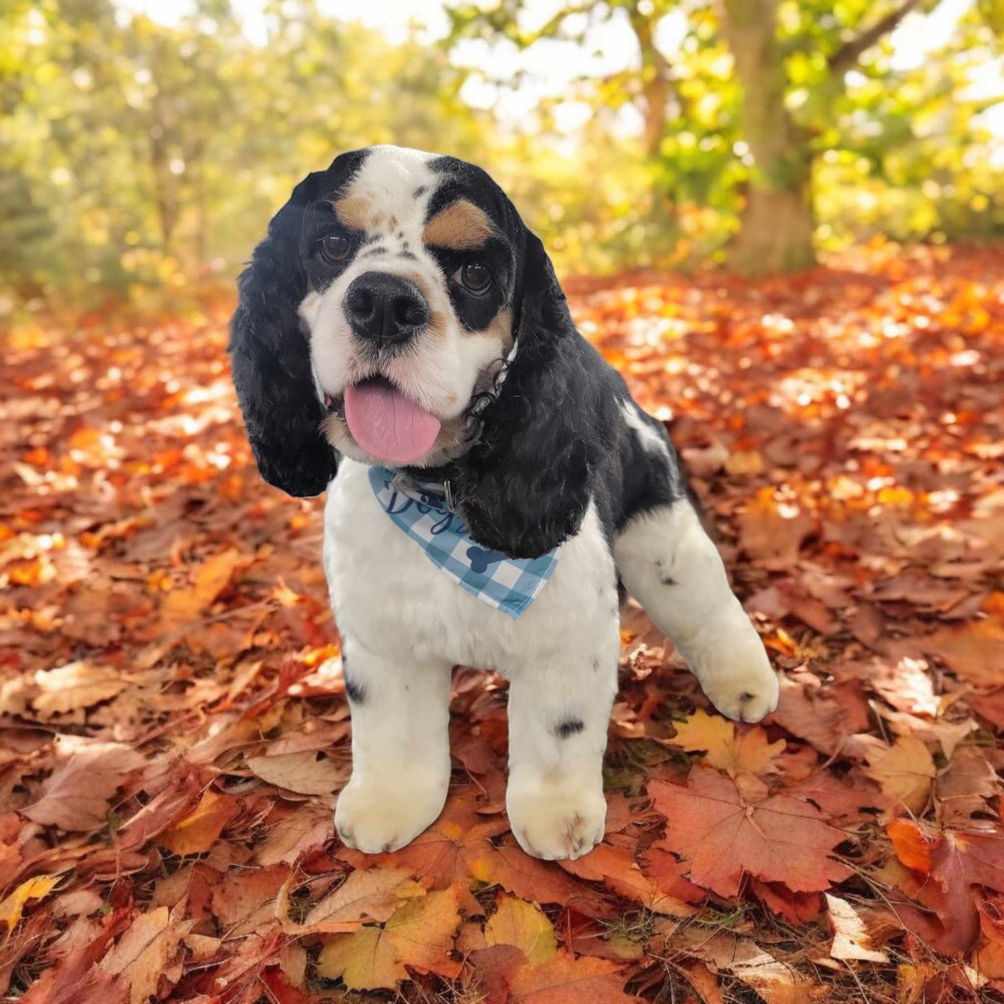 Pampered Paws Salon Harrisburg