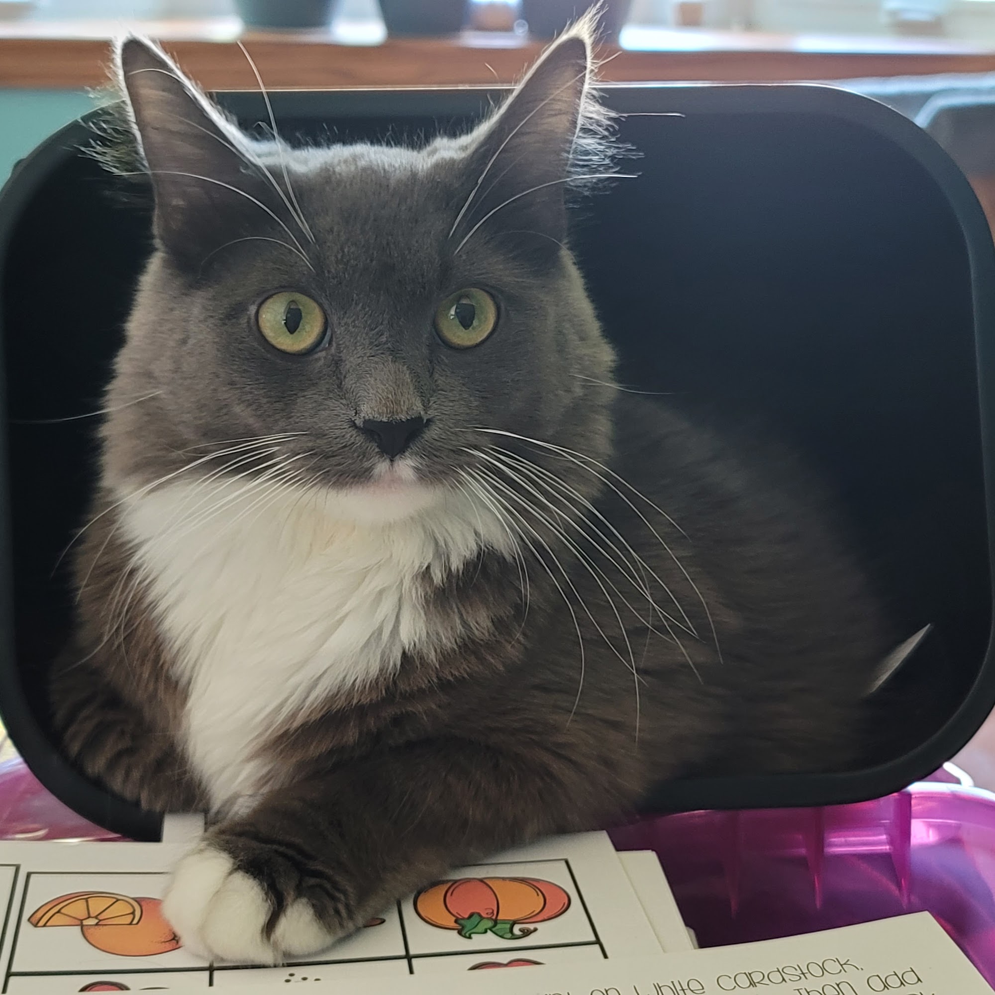 Hebron Animal Clinic Hebron