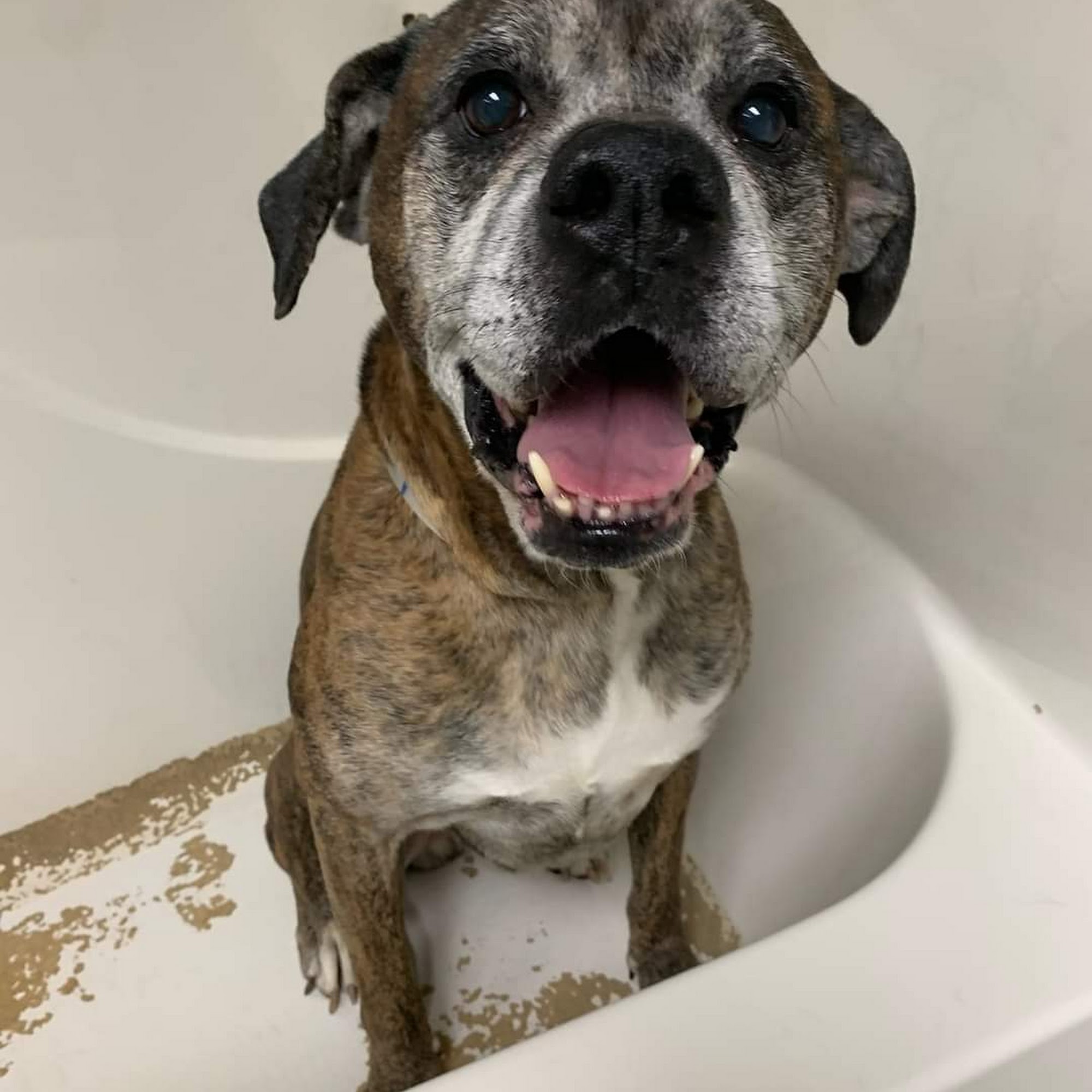 Central Animal Inn Herrin