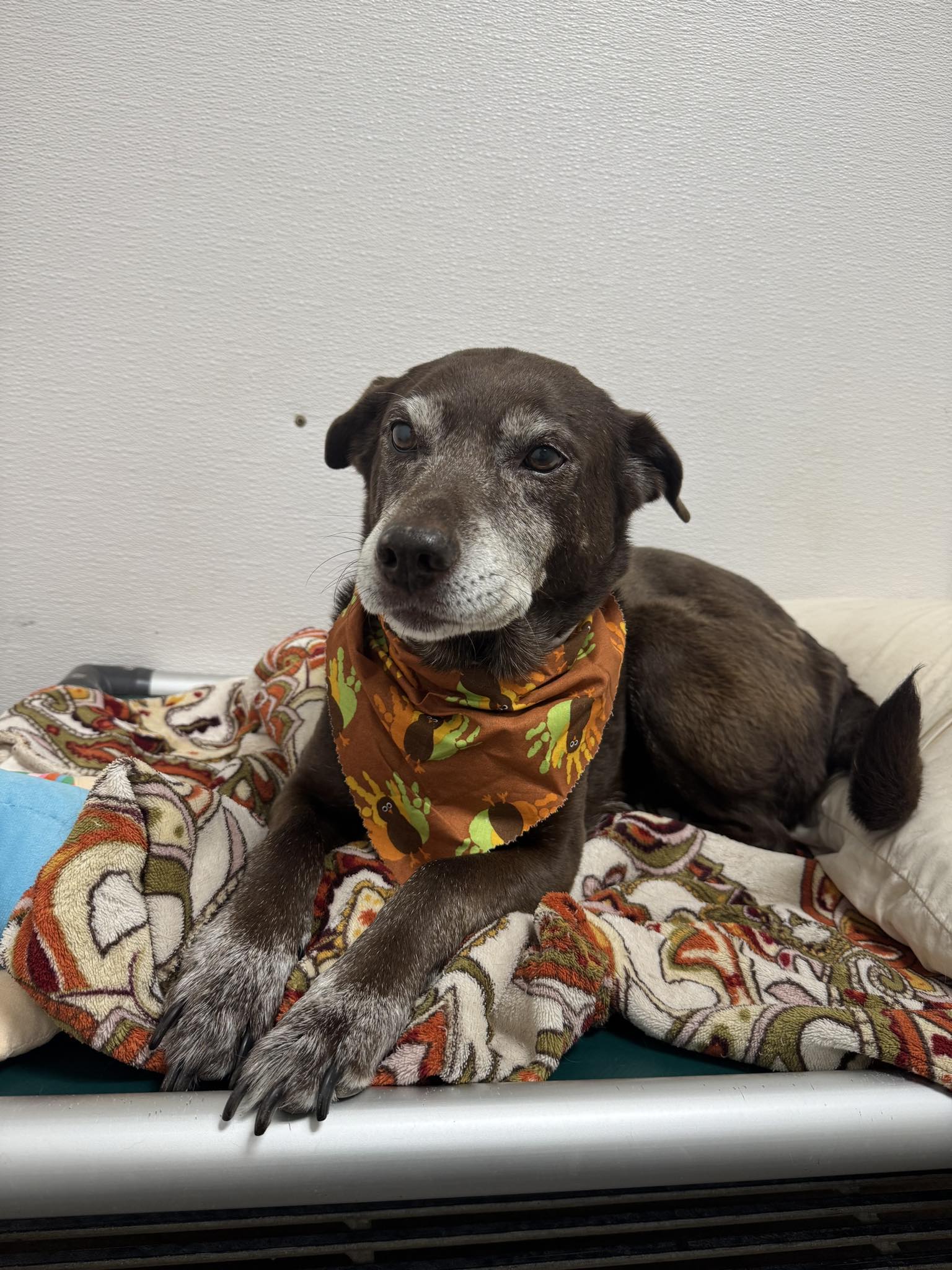 Central Animal Inn Herrin