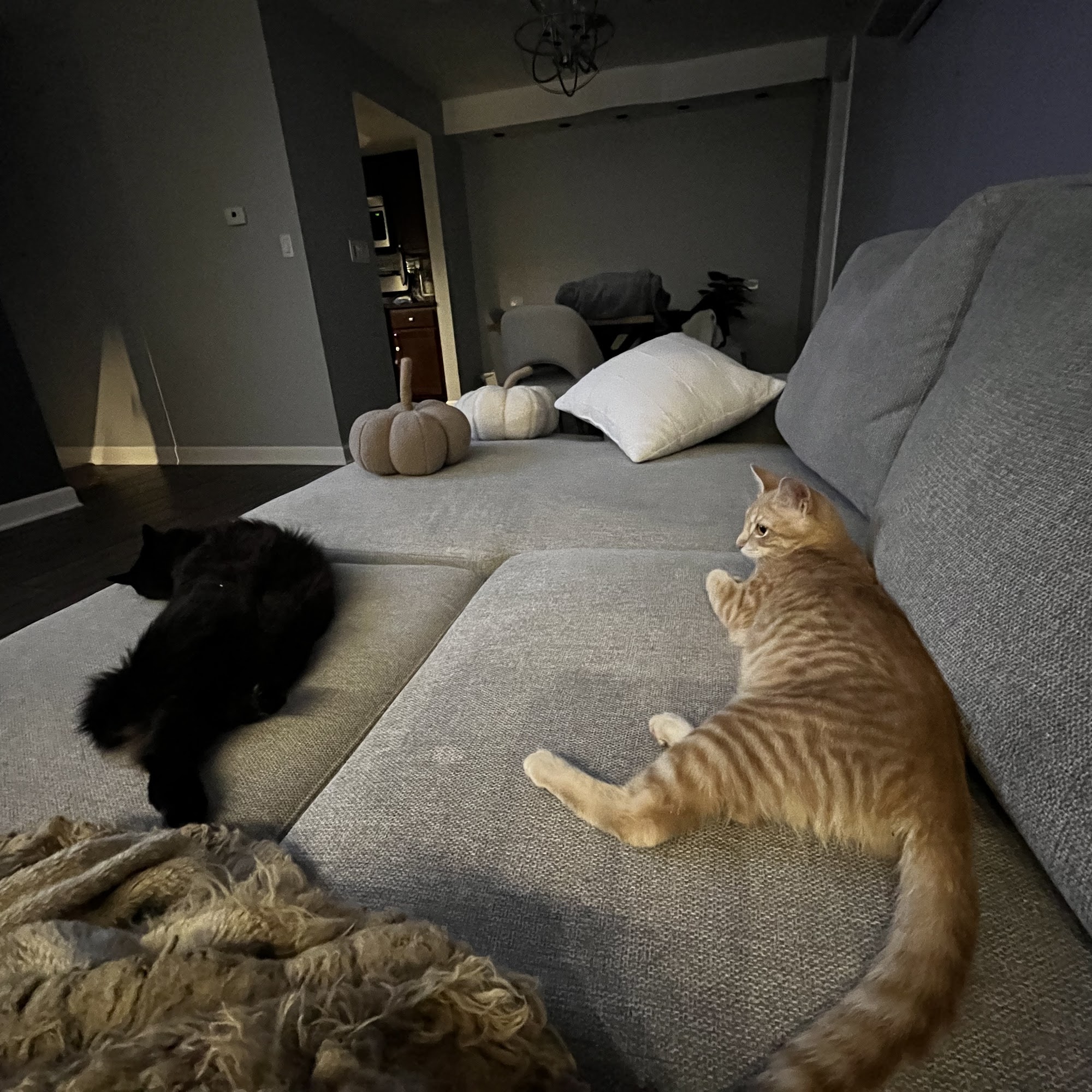 Pets4Life 661 Central Ave, Highland Park Illinois 60035