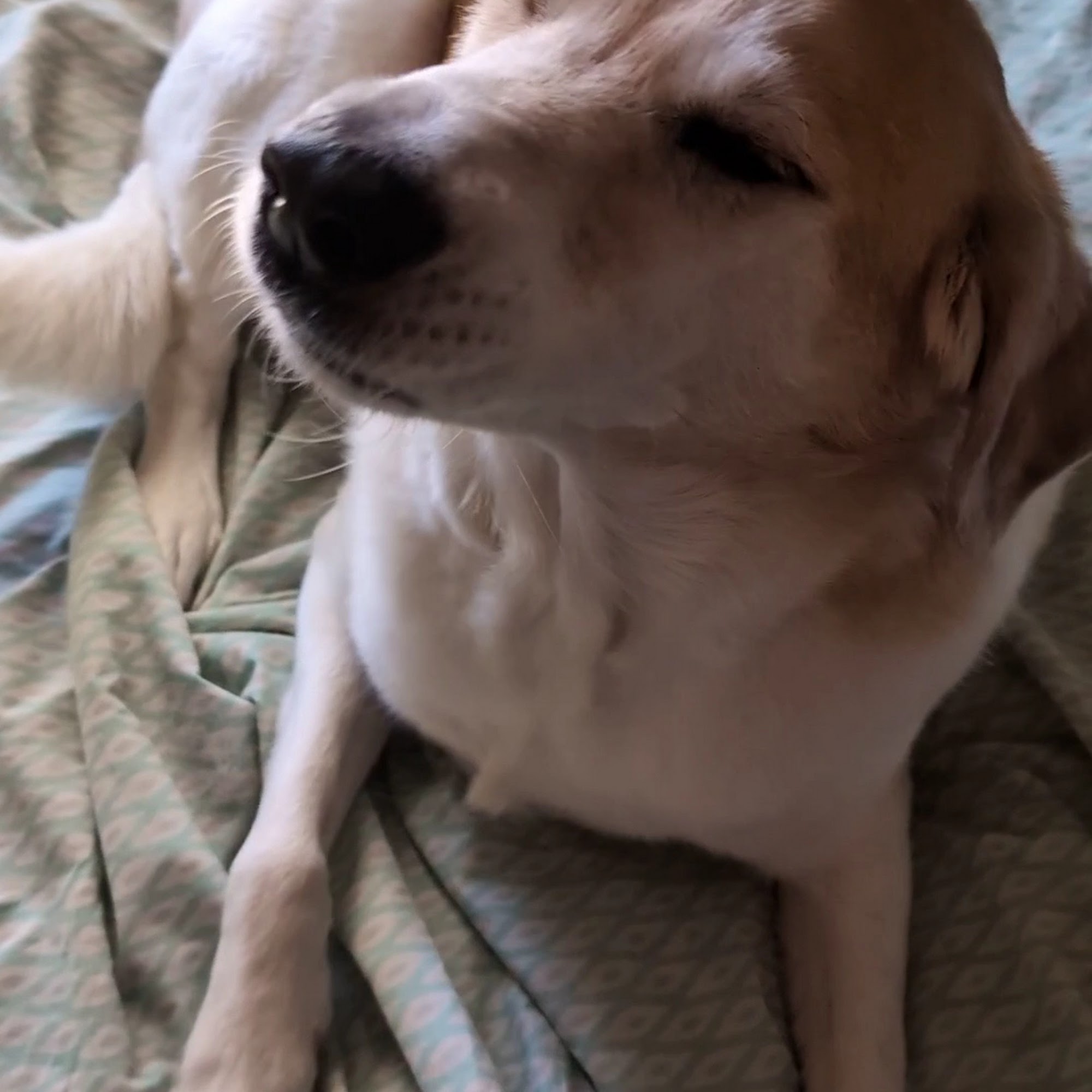 Highland Animal Hospital LLC Highland