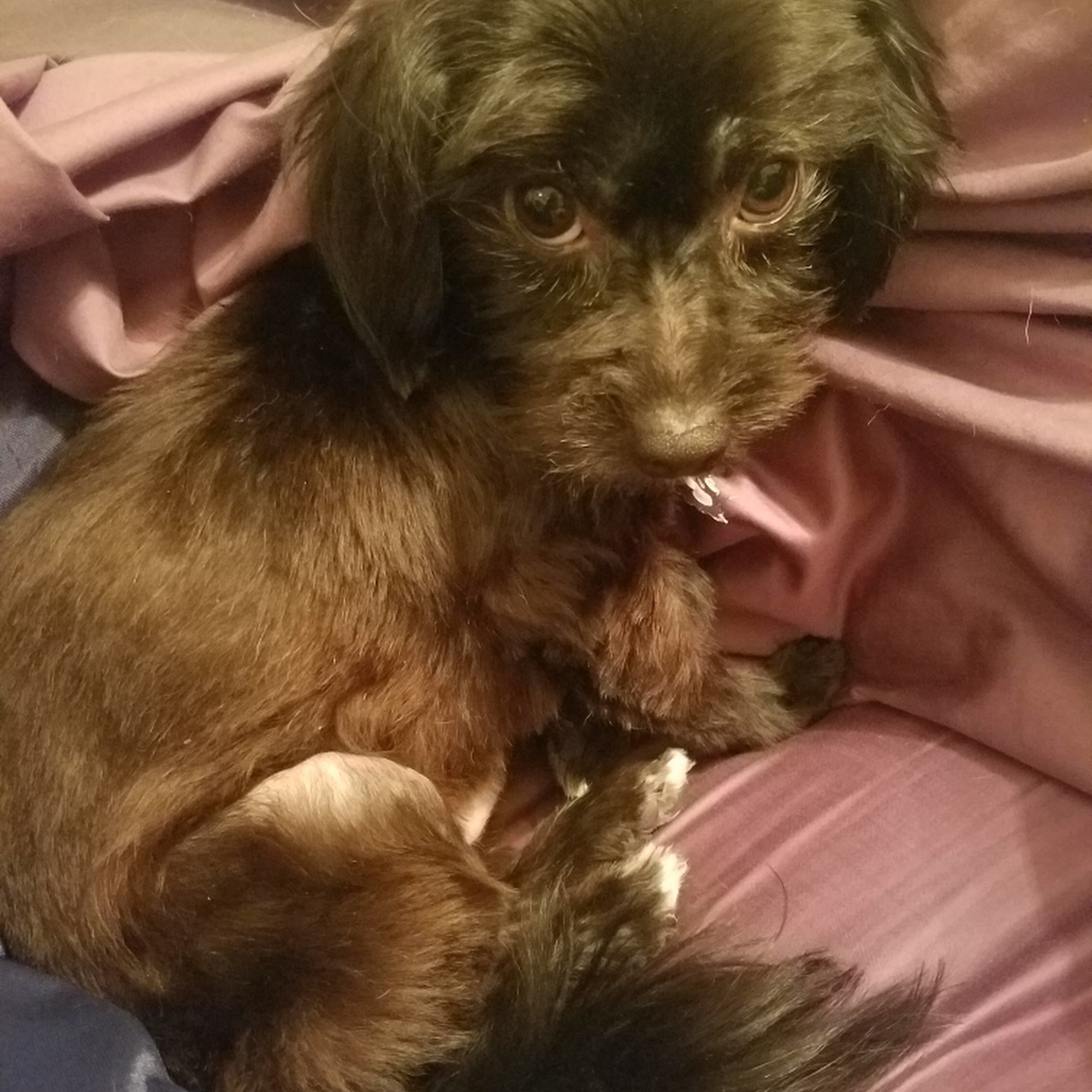 The Dandy Dog Highland