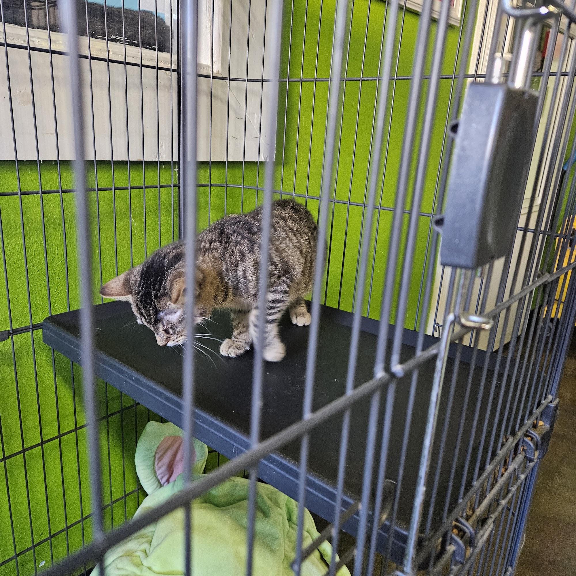 Metro East Humane Society - Highland Highland