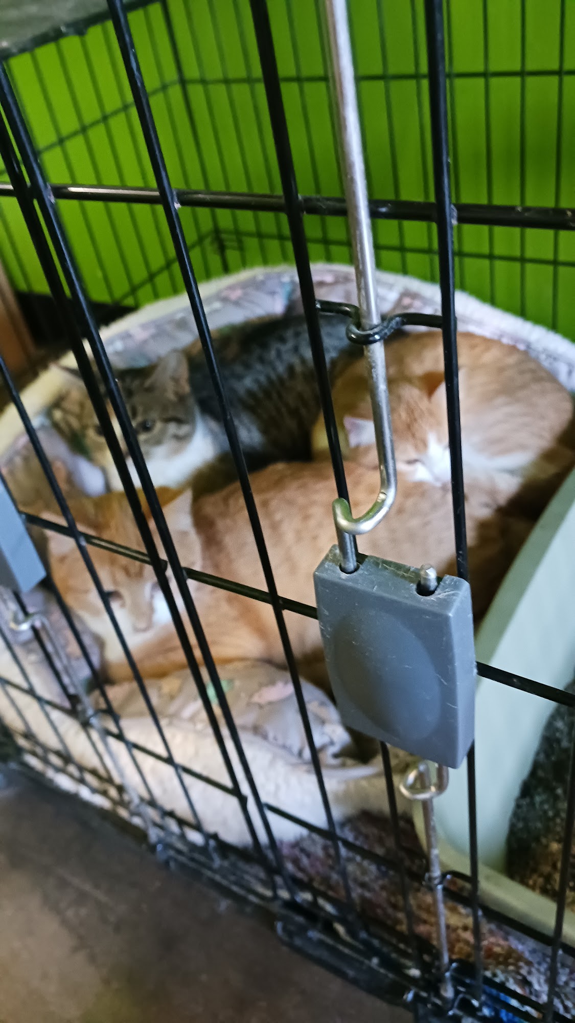 Metro East Humane Society - Highland Highland