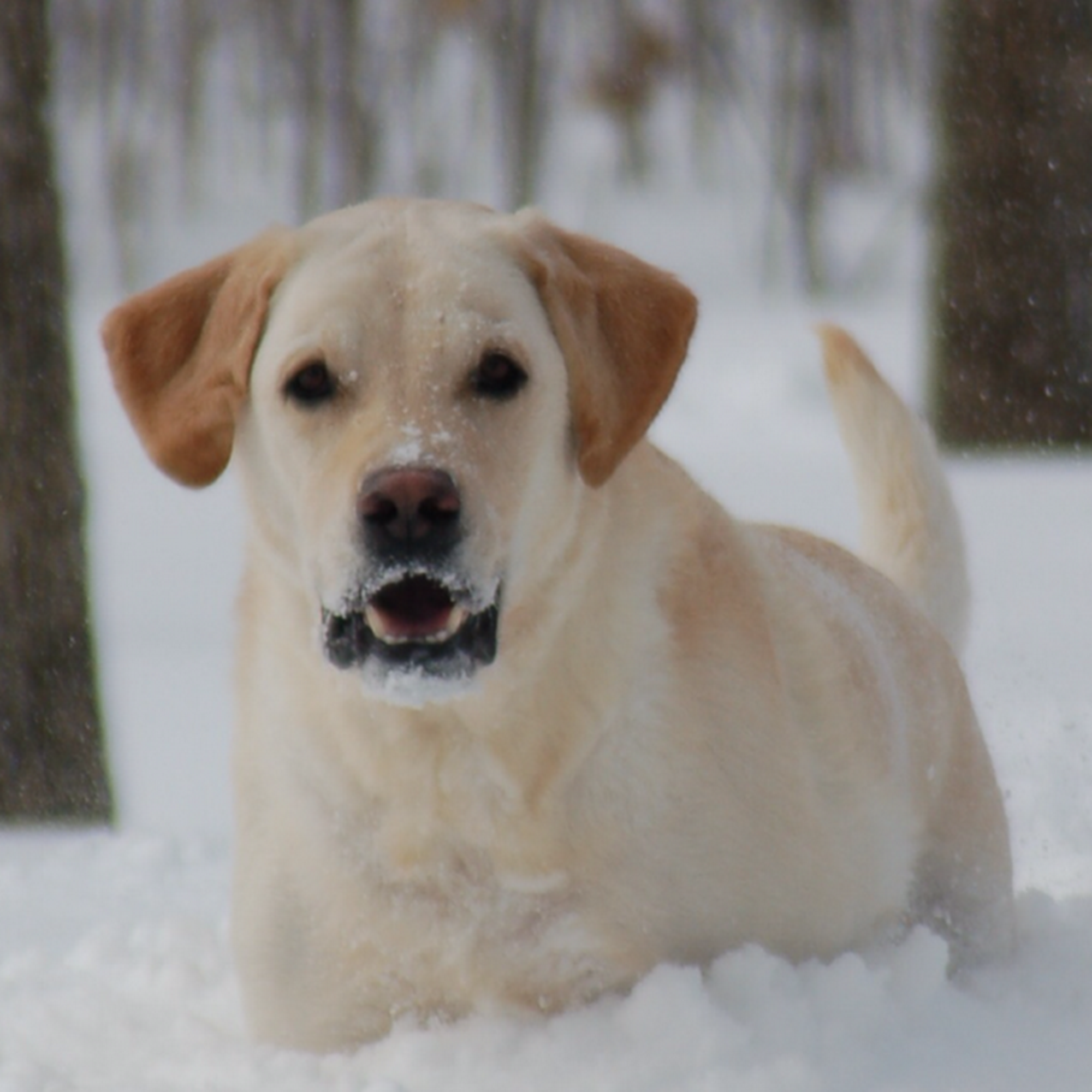 Animal Medical Center at Fort Sheridan Highwood