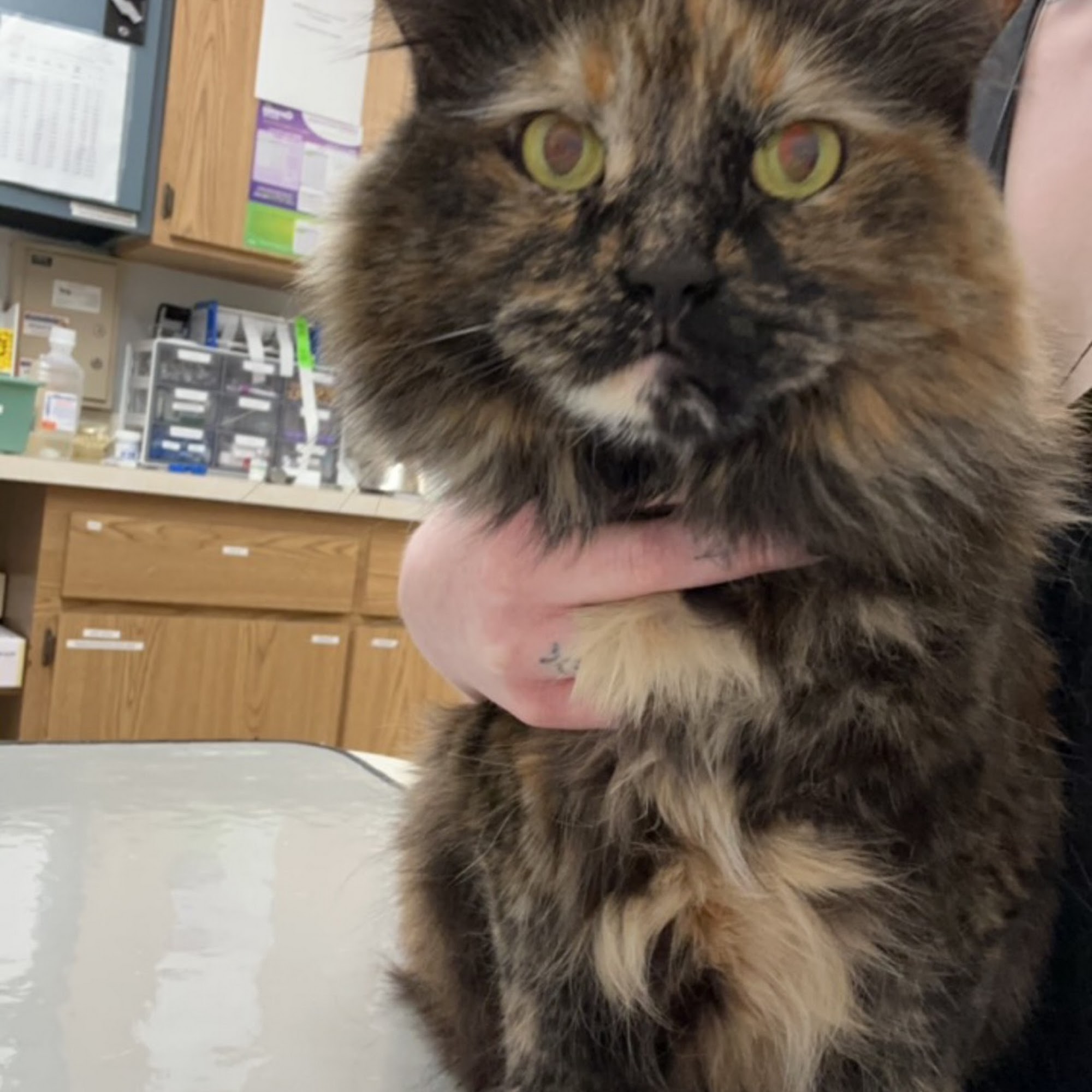 Hillchester Animal Hospital Hillside