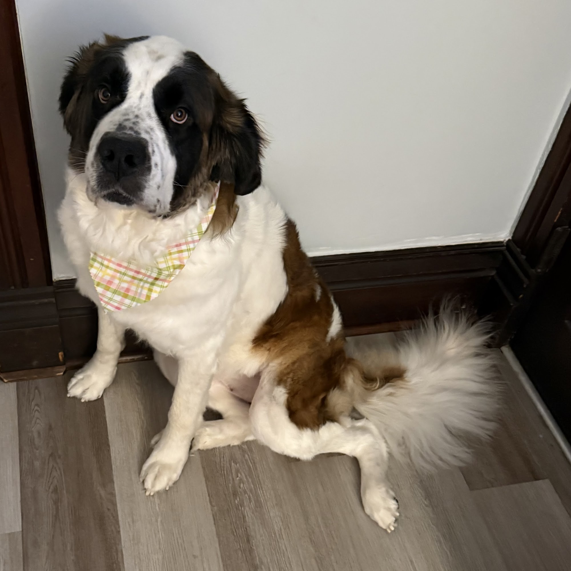 Lucky Dog Grooming