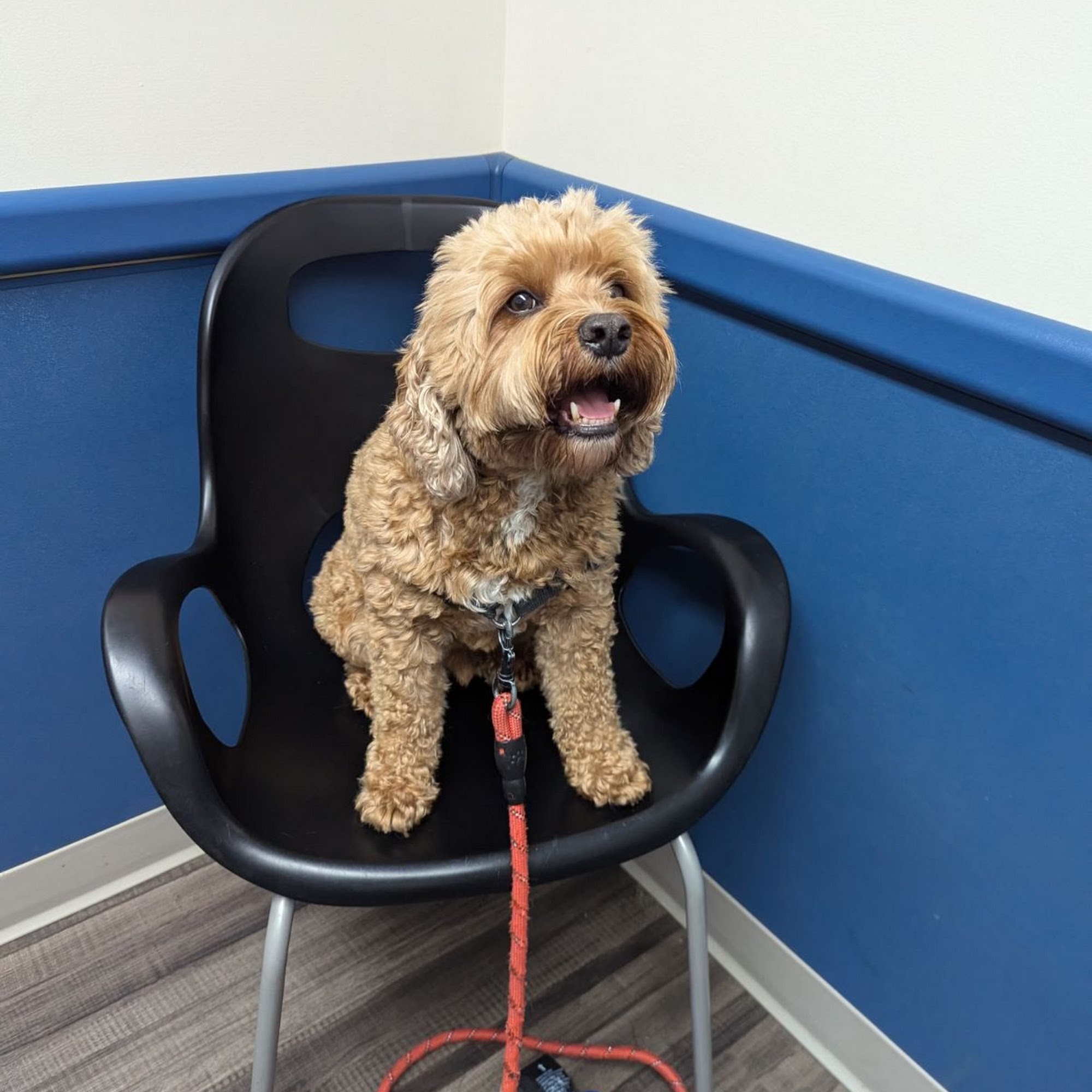 Forest View Animal Hospital Hoffman Estates