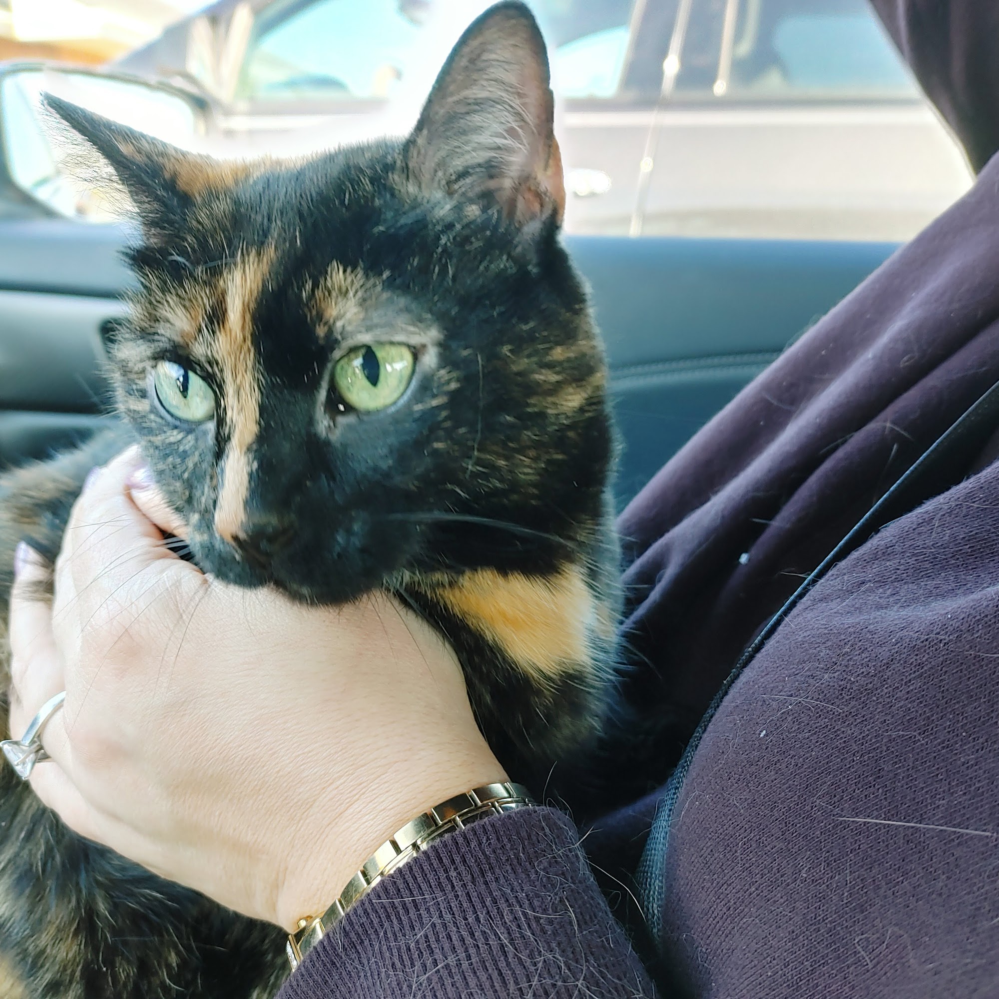 Colonial Manor Animal Hospital Homer Glen