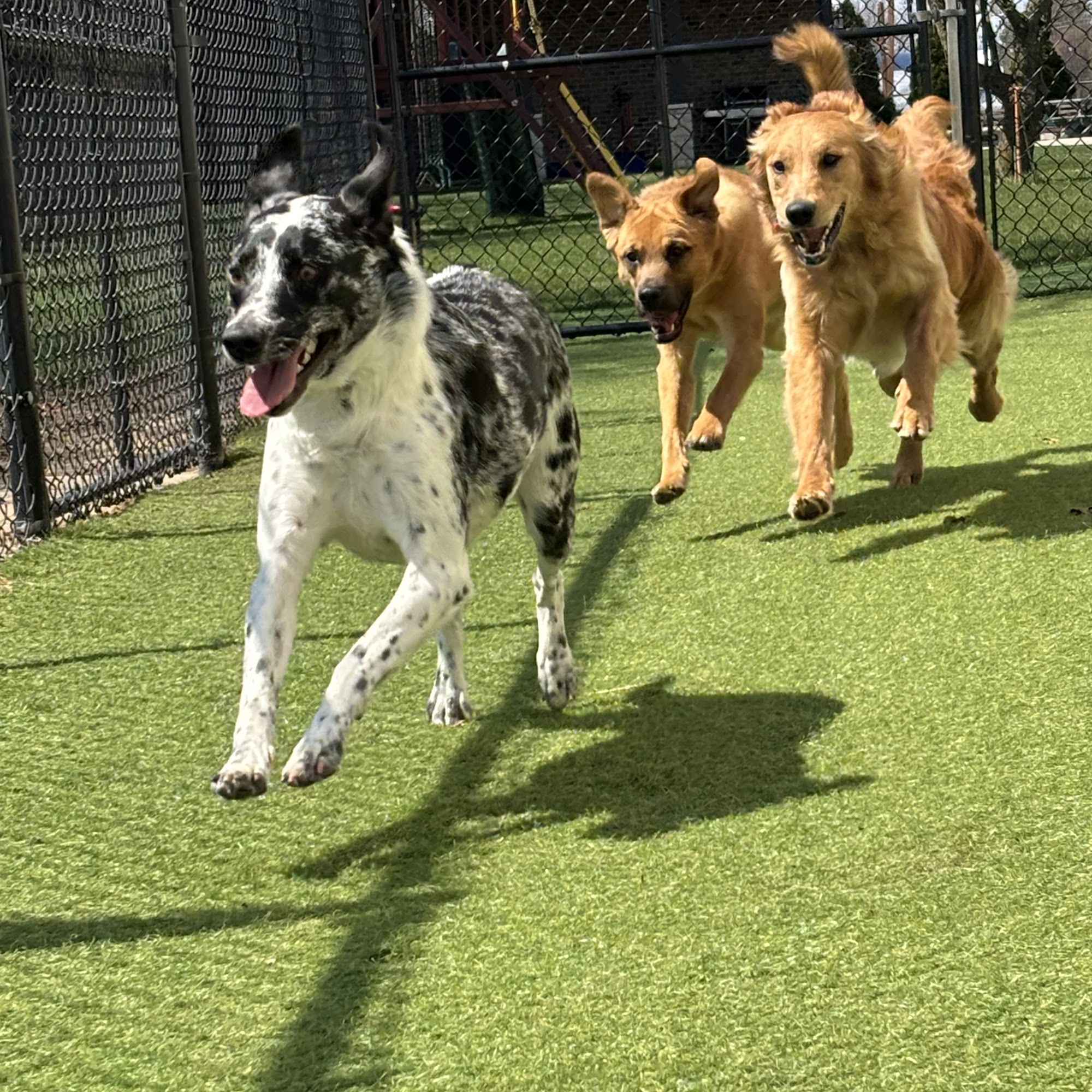 K-9 Couture Dog Boarding Homer Glen