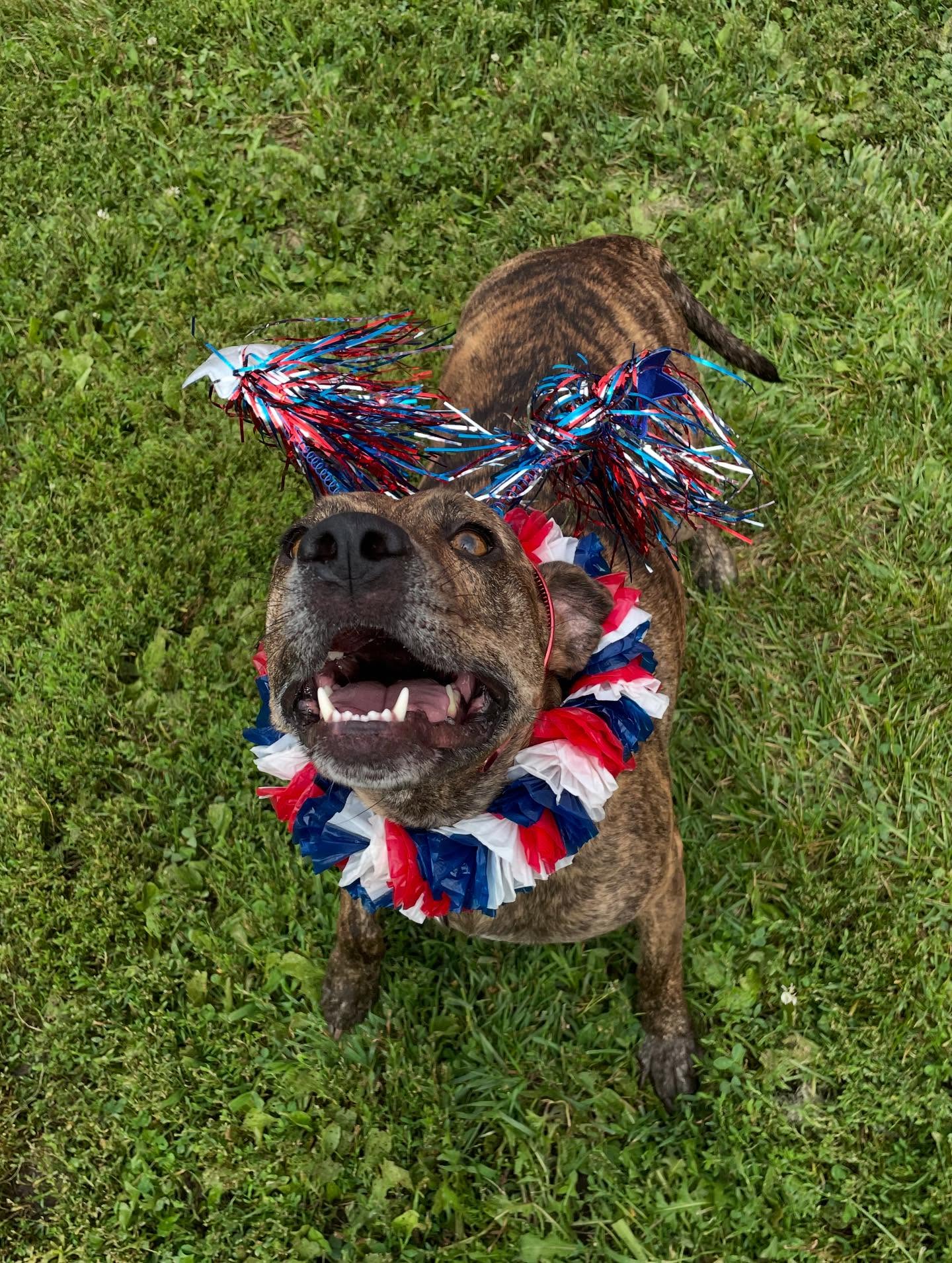 Kamp Kirsten for Dogs Homer Glen