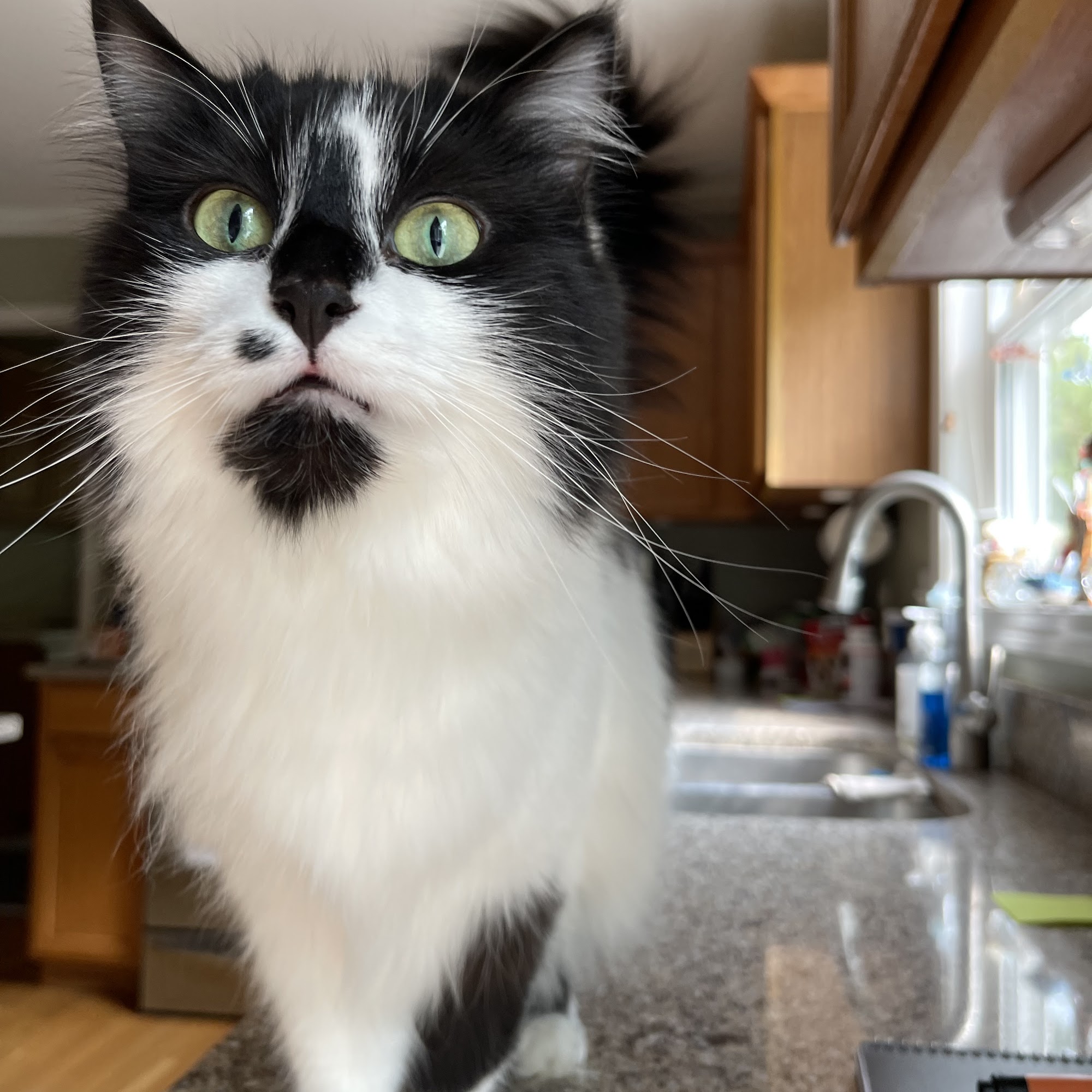 Pet Vet Animal Clinic & Mobile Practice Huntley