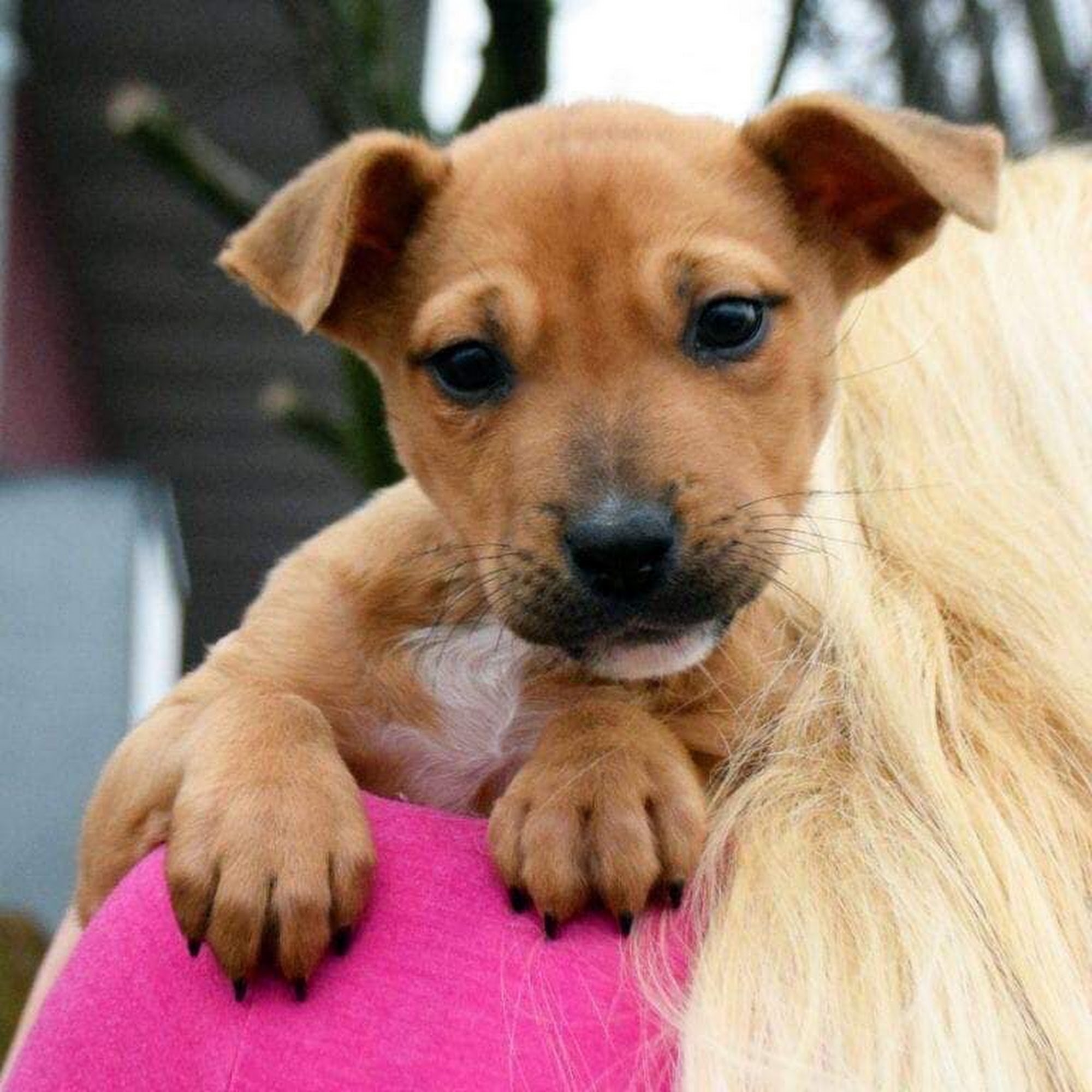 Animal House Shelter Huntley